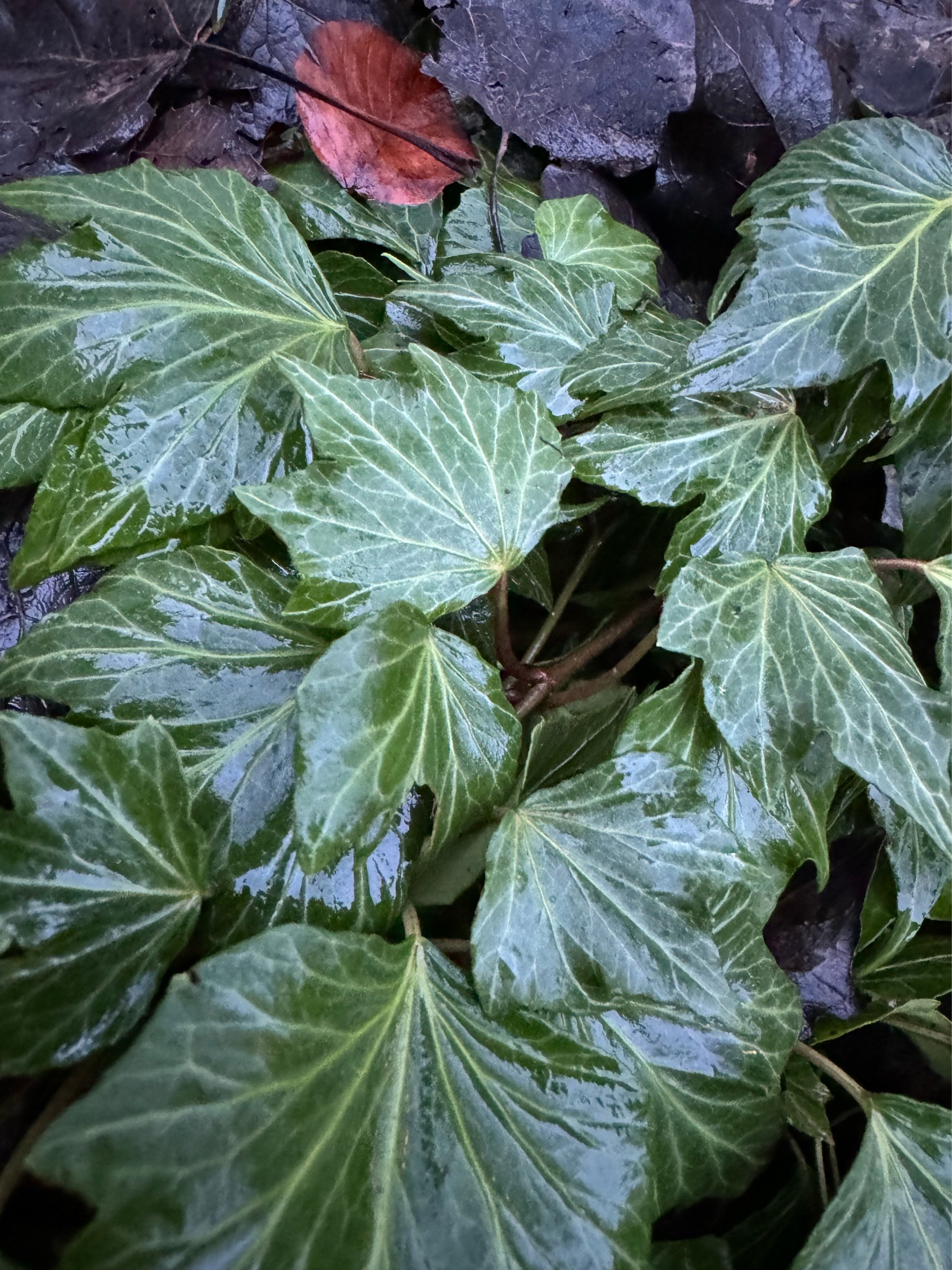 Hedera helix (English Ivy) (alternate view 2)