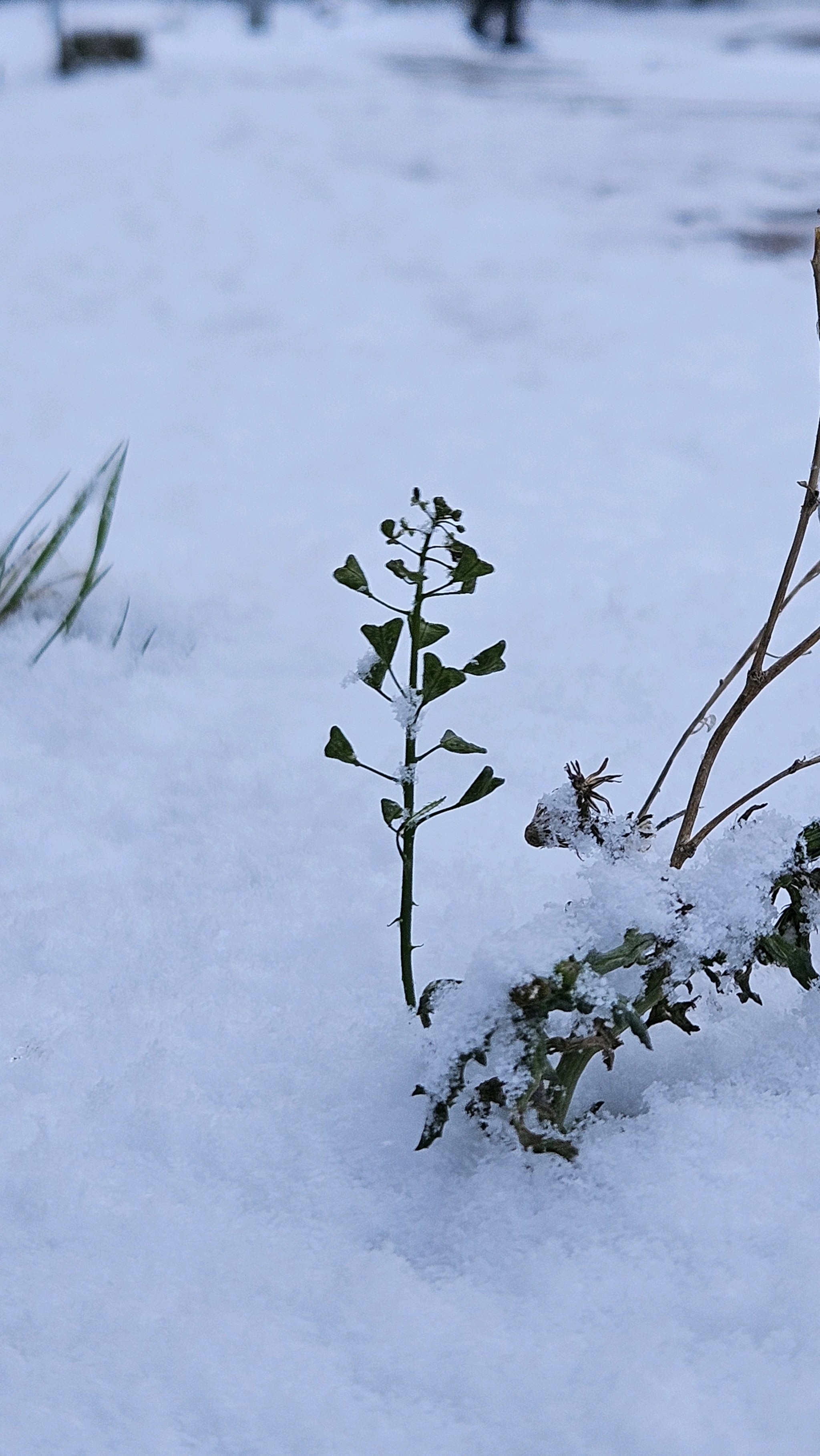 Capsella bursa-pastoris (shepherd's purse) (alternate view 13)