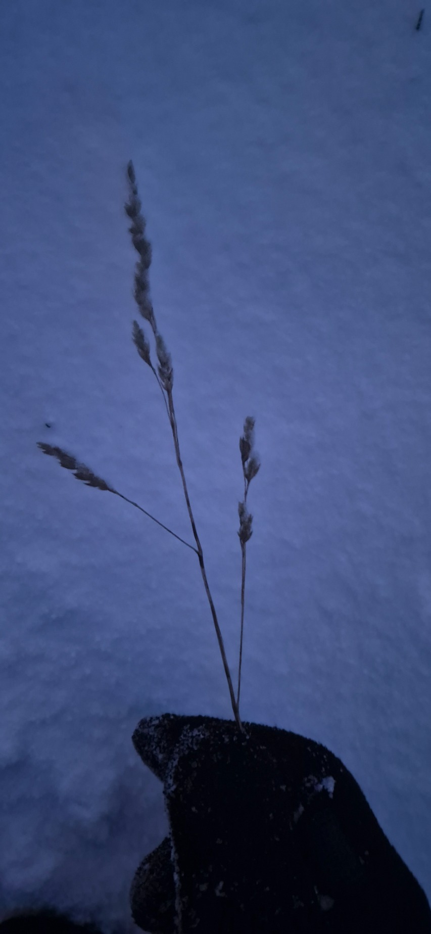 Dactylis glomerata (orchard grass)