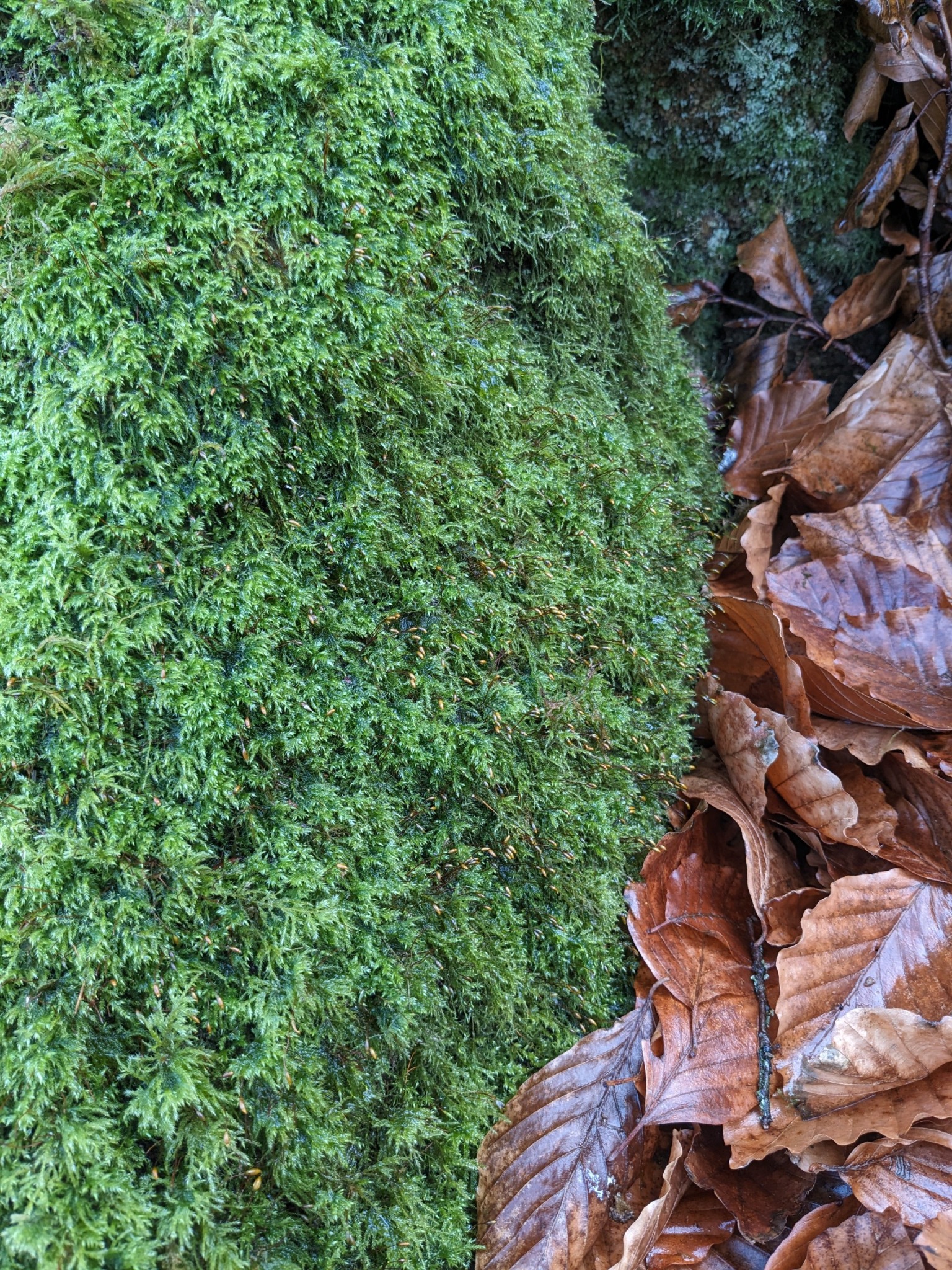 Pseudisothecium myosuroides (Mouse-tail Moss) (alternate view 6)