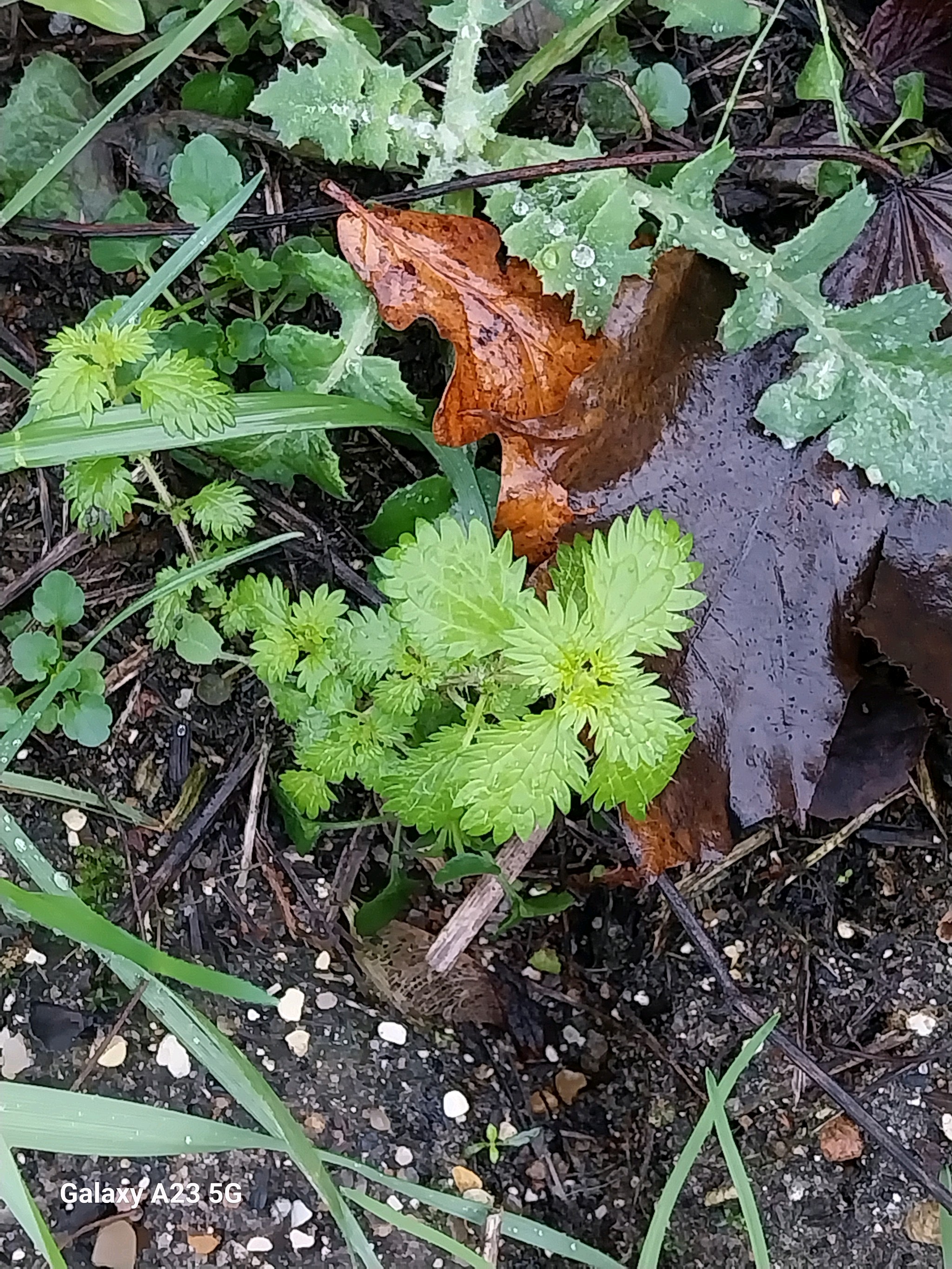 Urtica urens (small nettle) (alternate view 13)