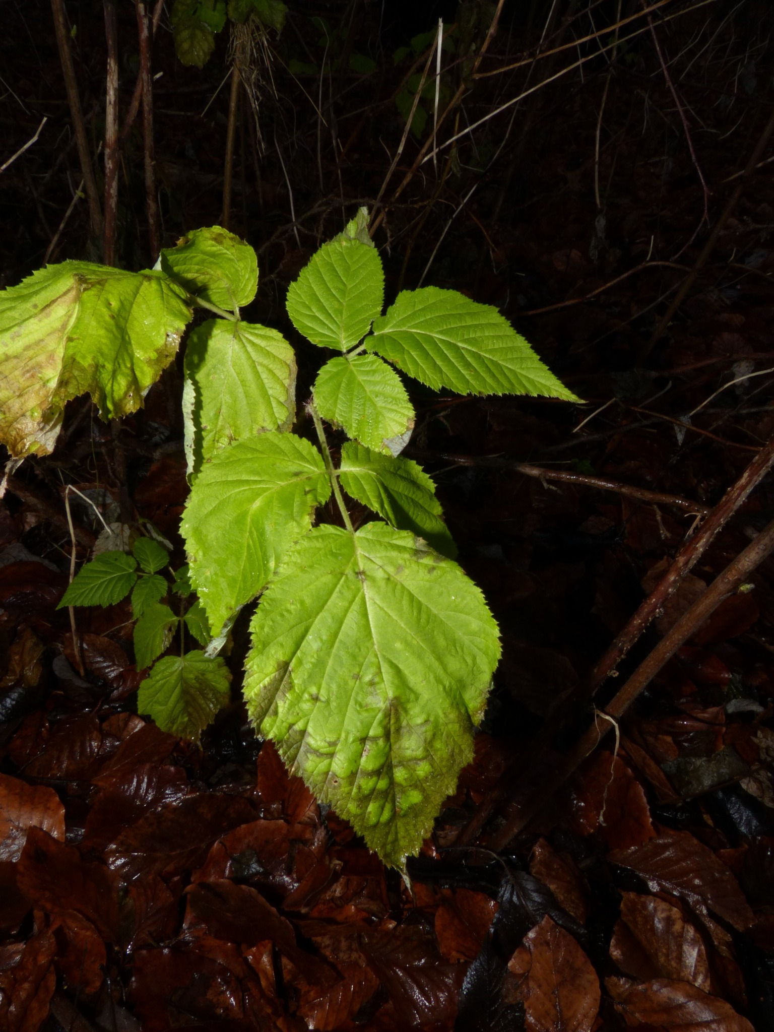 Rubus idaeus (raspberry) (alternate view 12)