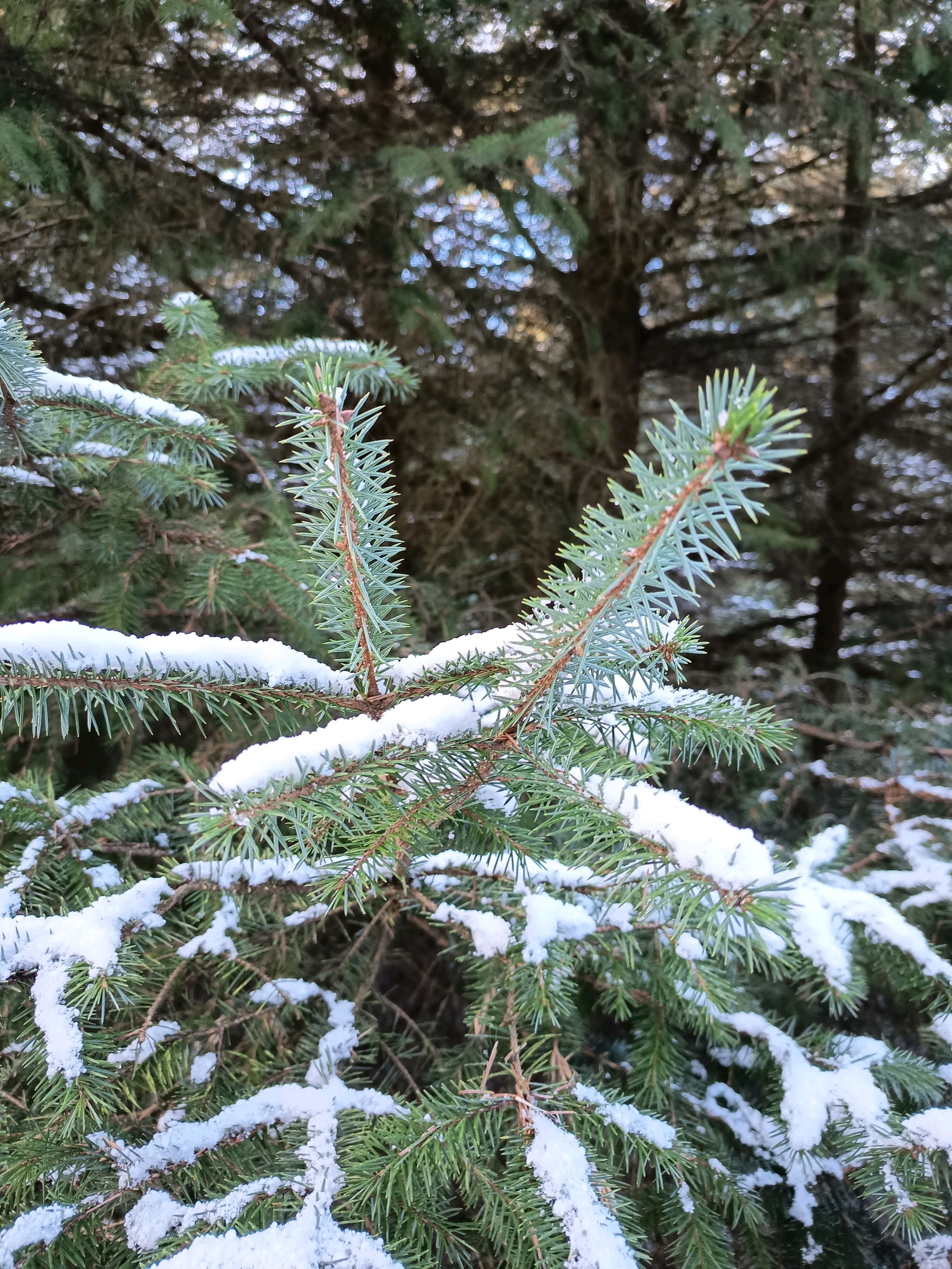 Picea sitchensis (Sitka Spruce) (alternate view 9)
