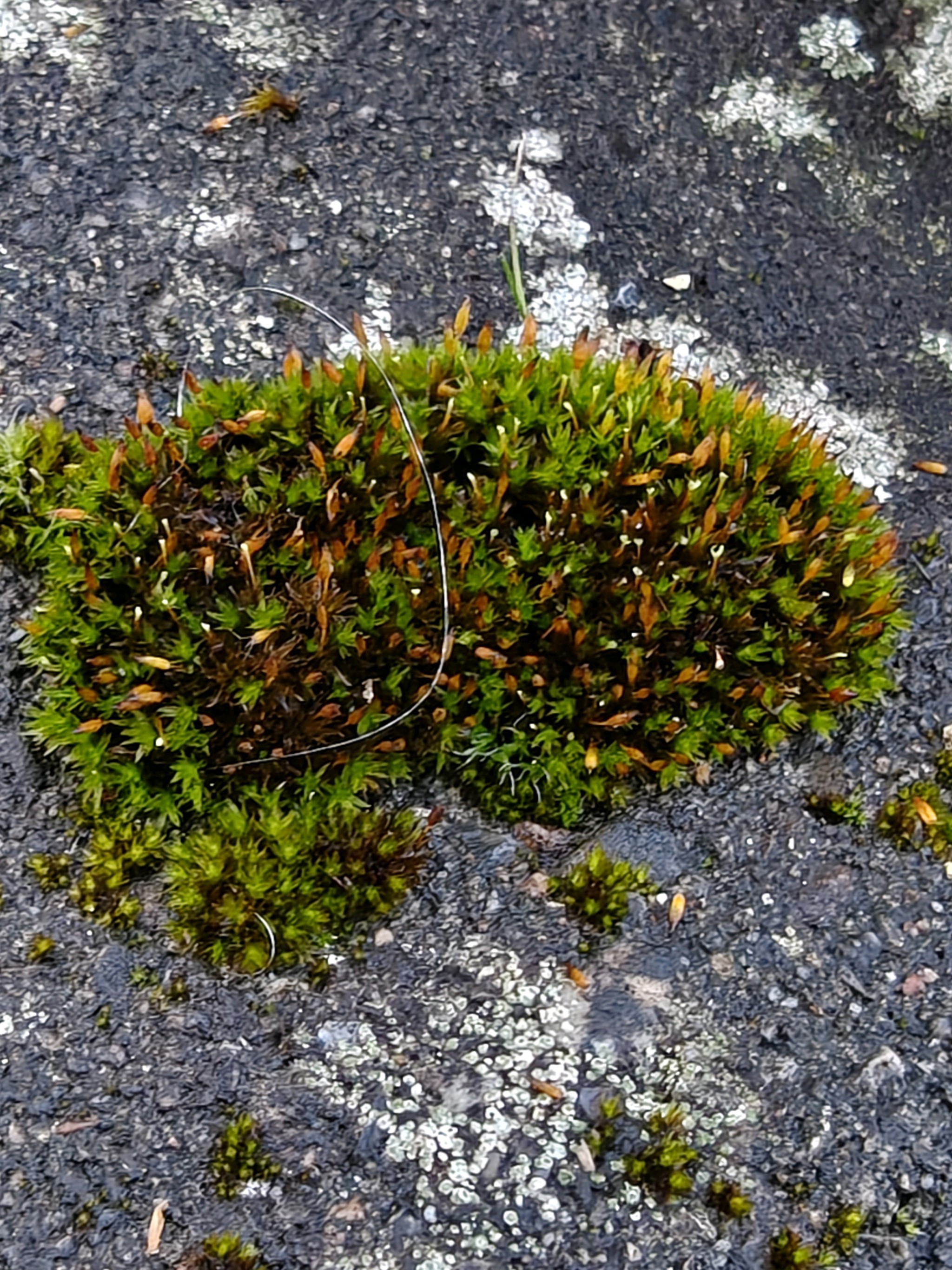 Orthotrichum (Bristle mosses)