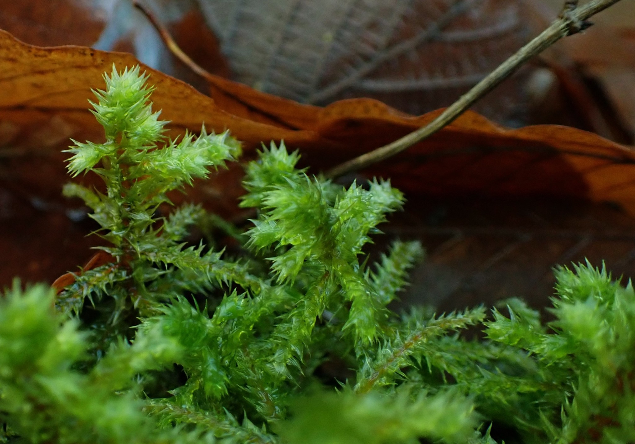 Hylocomiadelphus triquetrus (rough goose neck moss) (alternate view 7)
