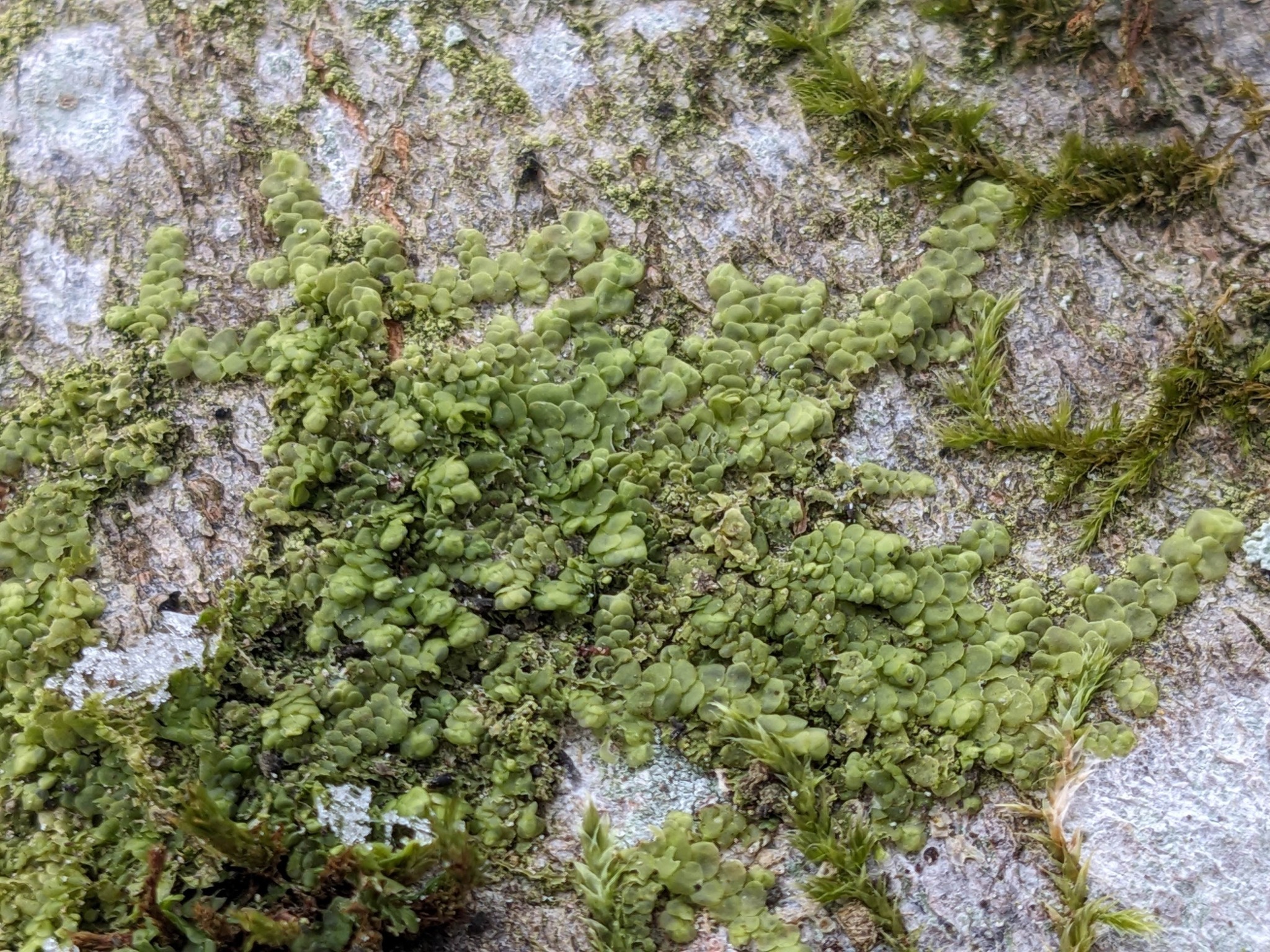Radula complanata (Flat-leaved Scalewort) (alternate view 12)