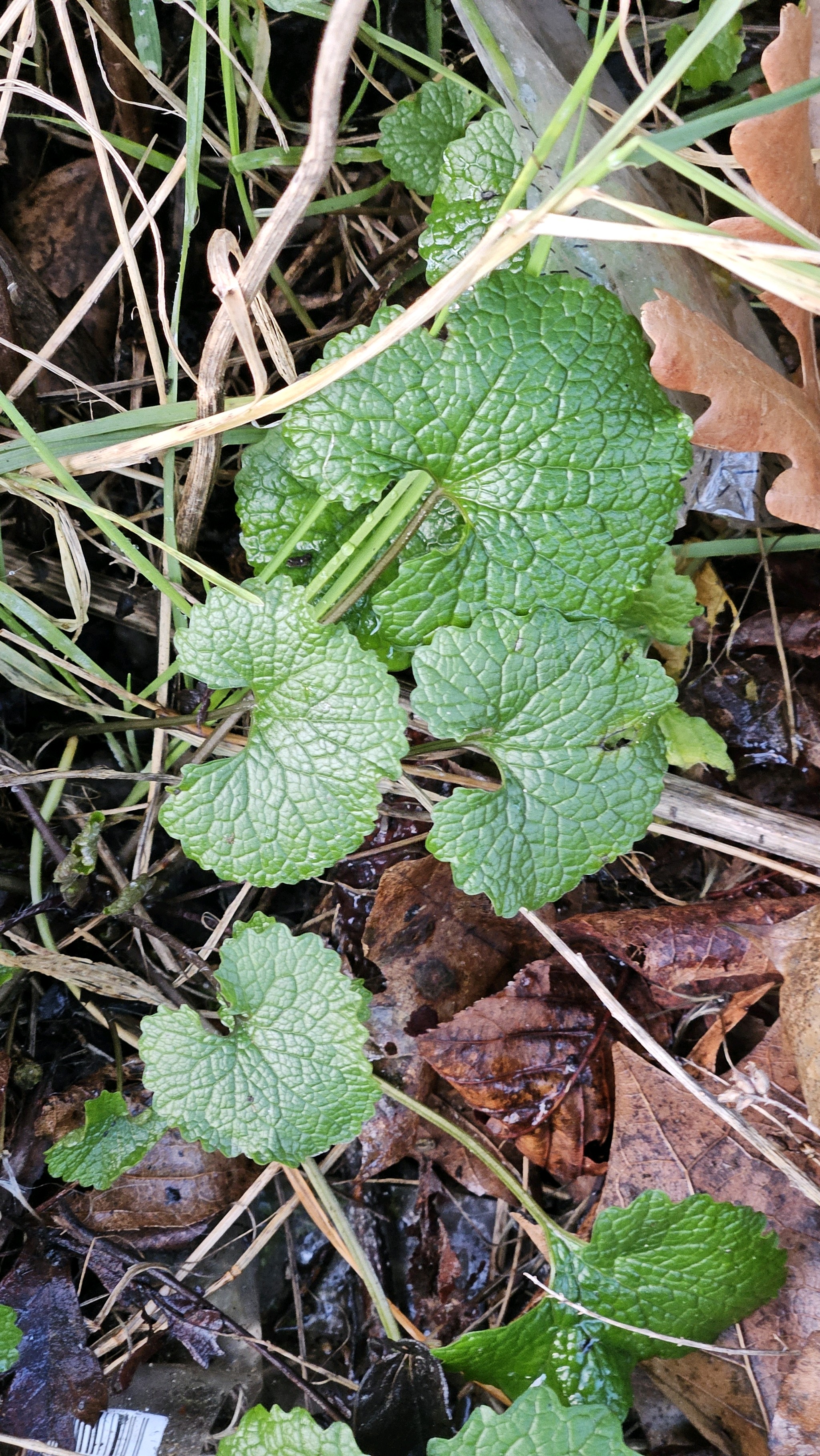 Alliaria petiolata (garlic mustard) (alternate view 14)