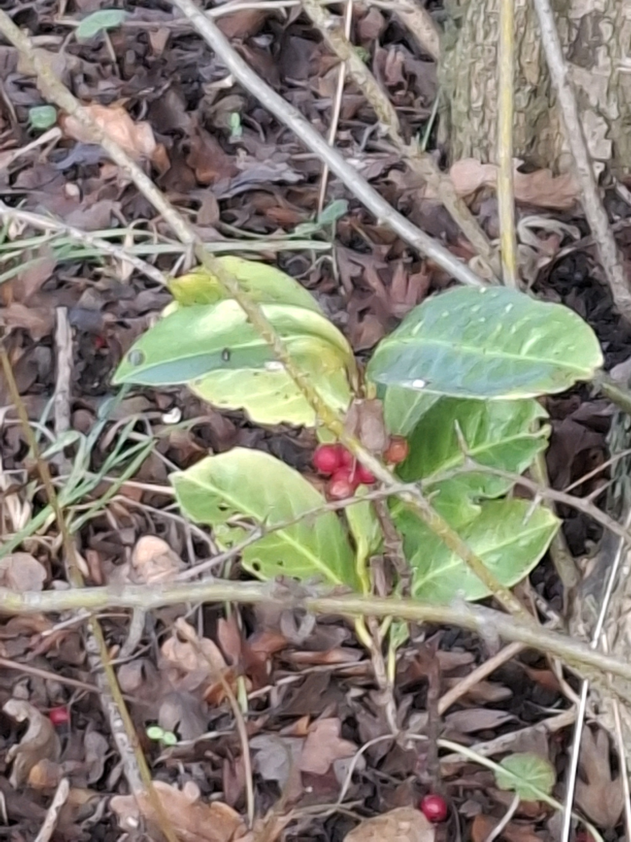 Prunus laurocerasus (English laurel)