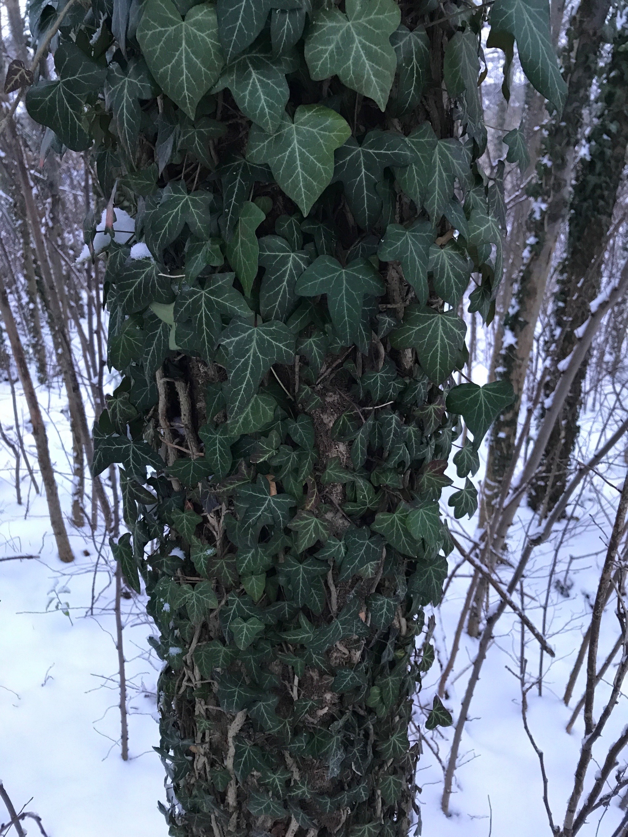 Hedera helix (English Ivy) (alternate view 3)