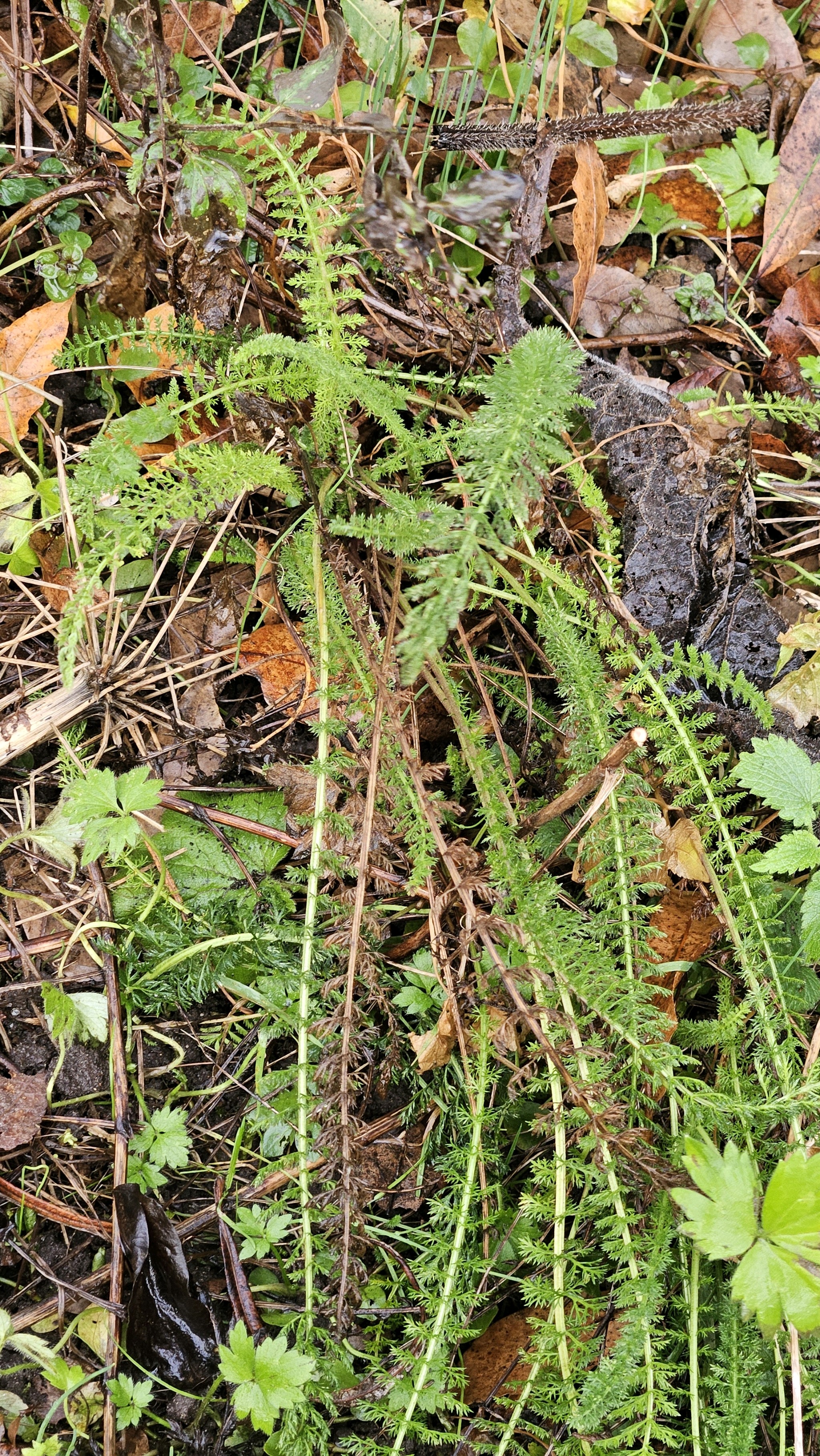 Achillea millefolium (common yarrow) (alternate view 8)