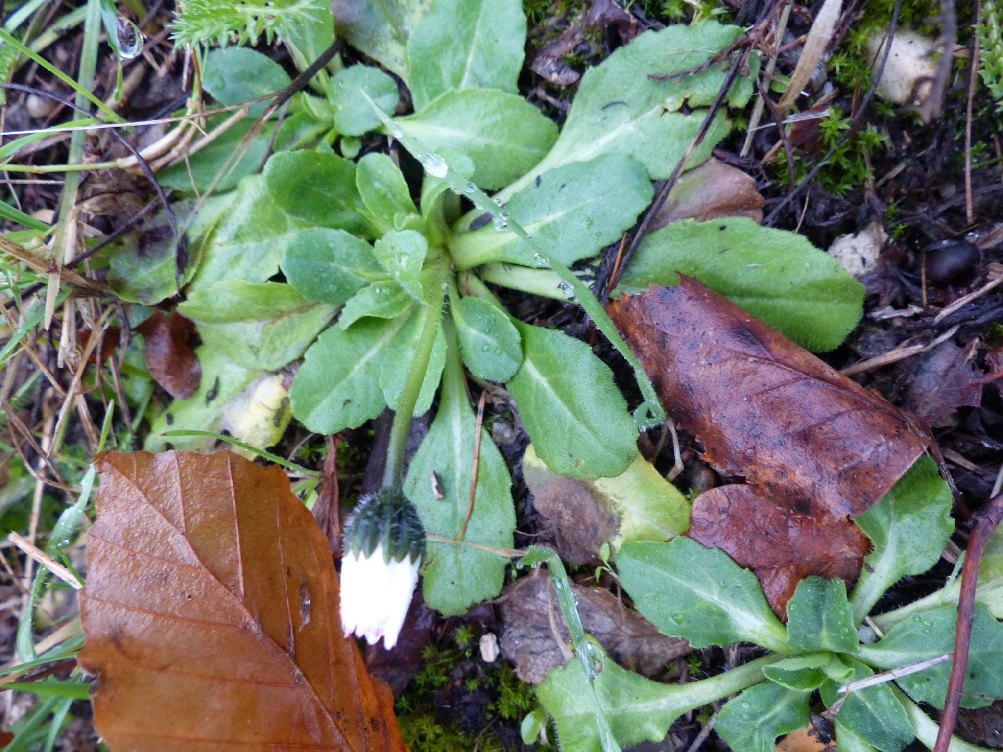 Bellis (alternate view 3)