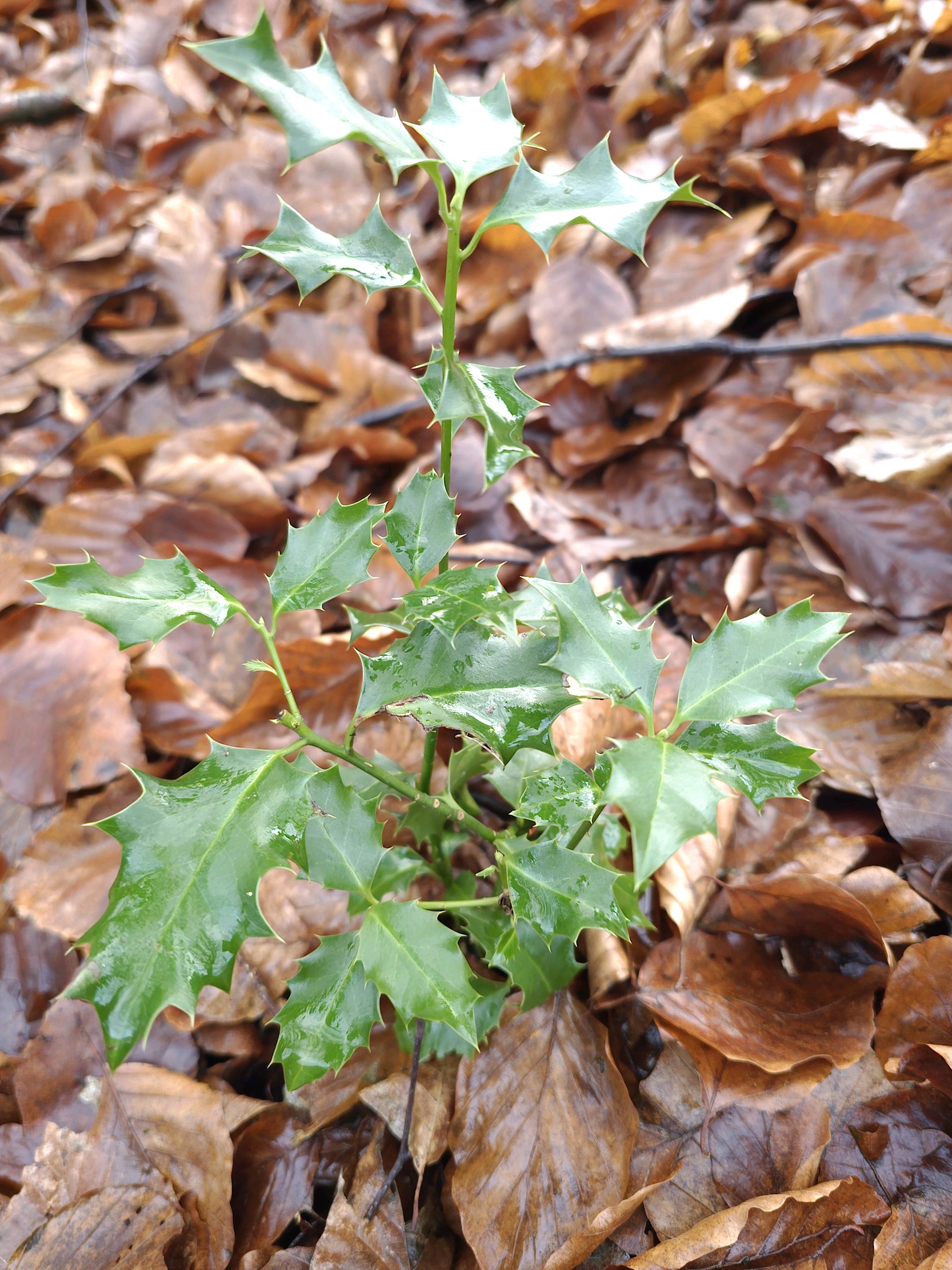 Ilex (hollies) (alternate view 3)