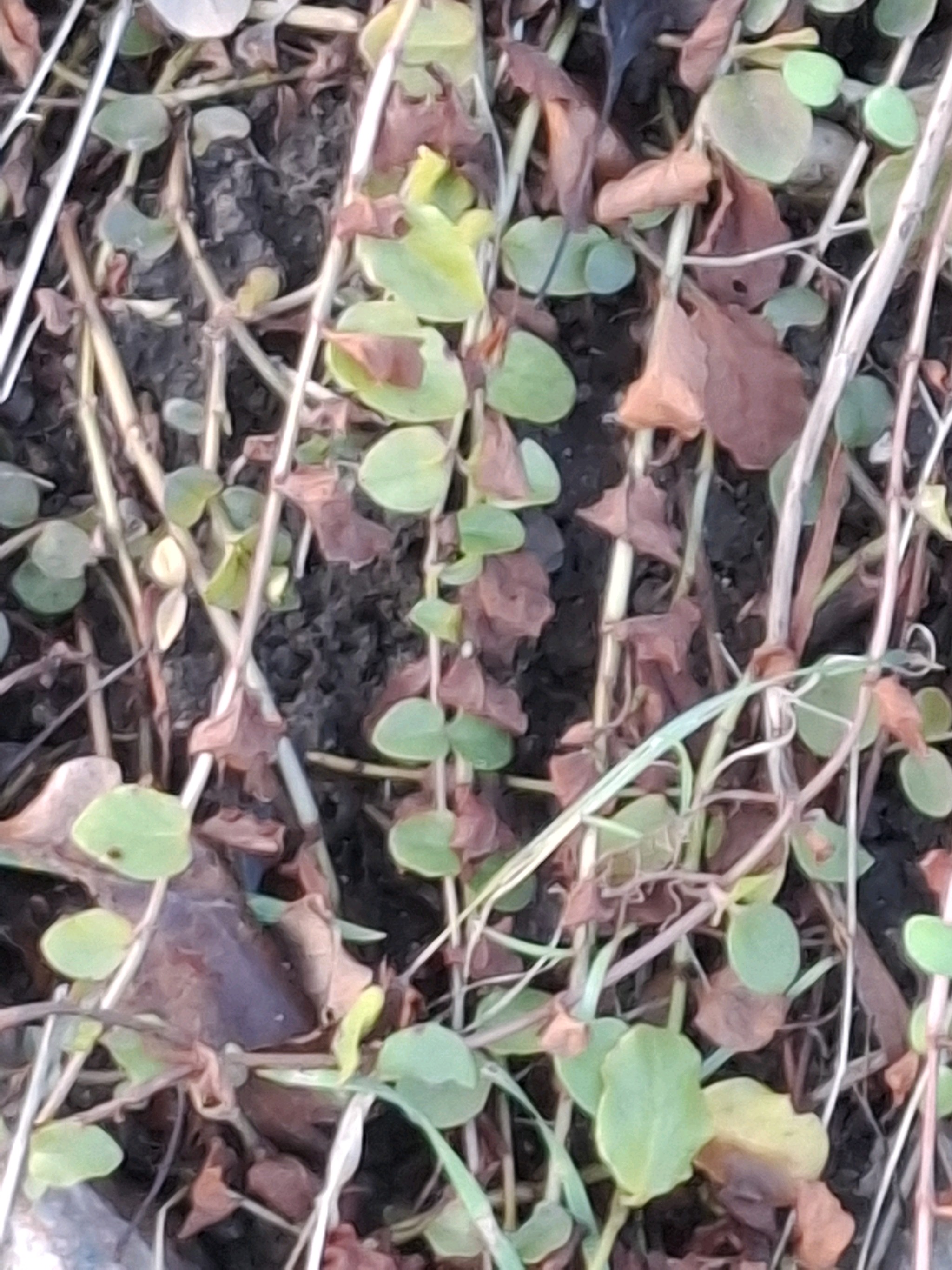 Lysimachia (Loosestrifes) (alternate view 2)
