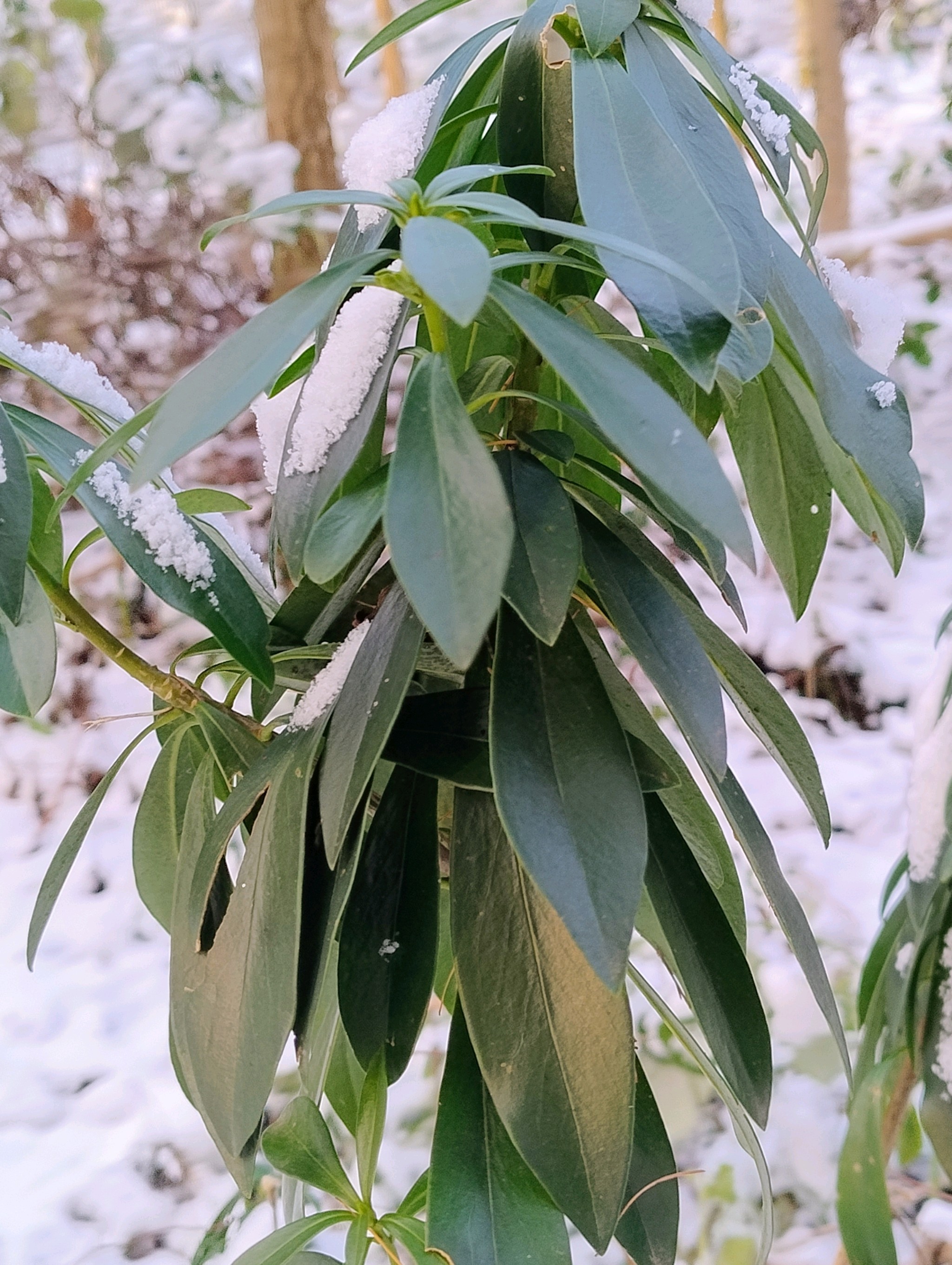 Daphne laureola (spurge daphne) (alternate view 3)