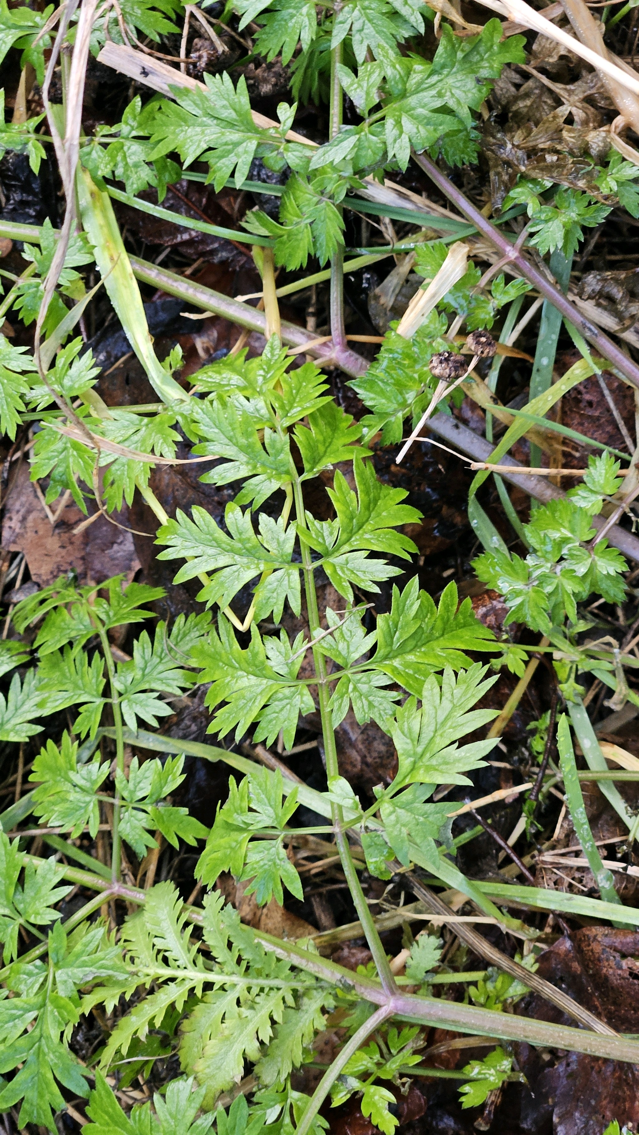 Anthriscus (Chervils) (alternate view 3)