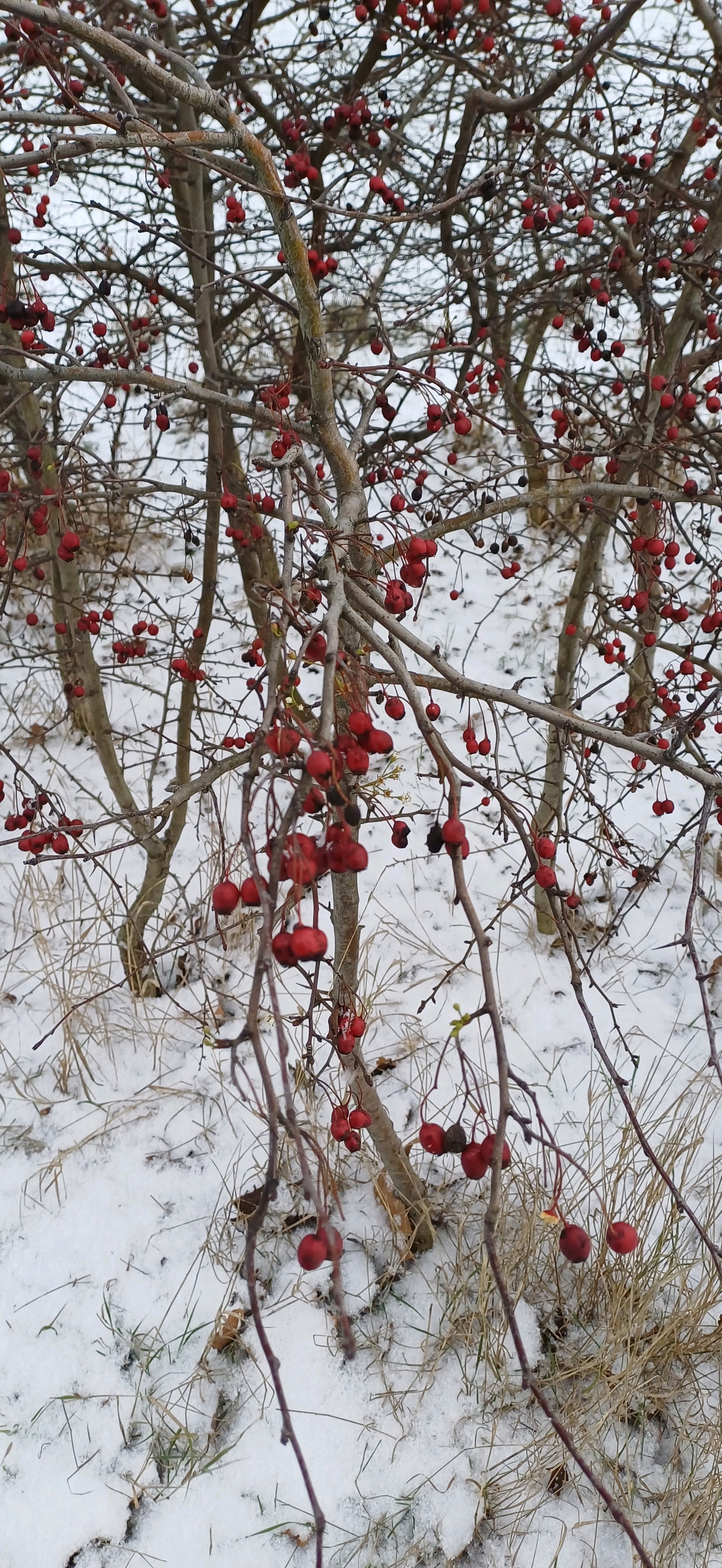 Crataegus (hawthorns) (alternate view 3)