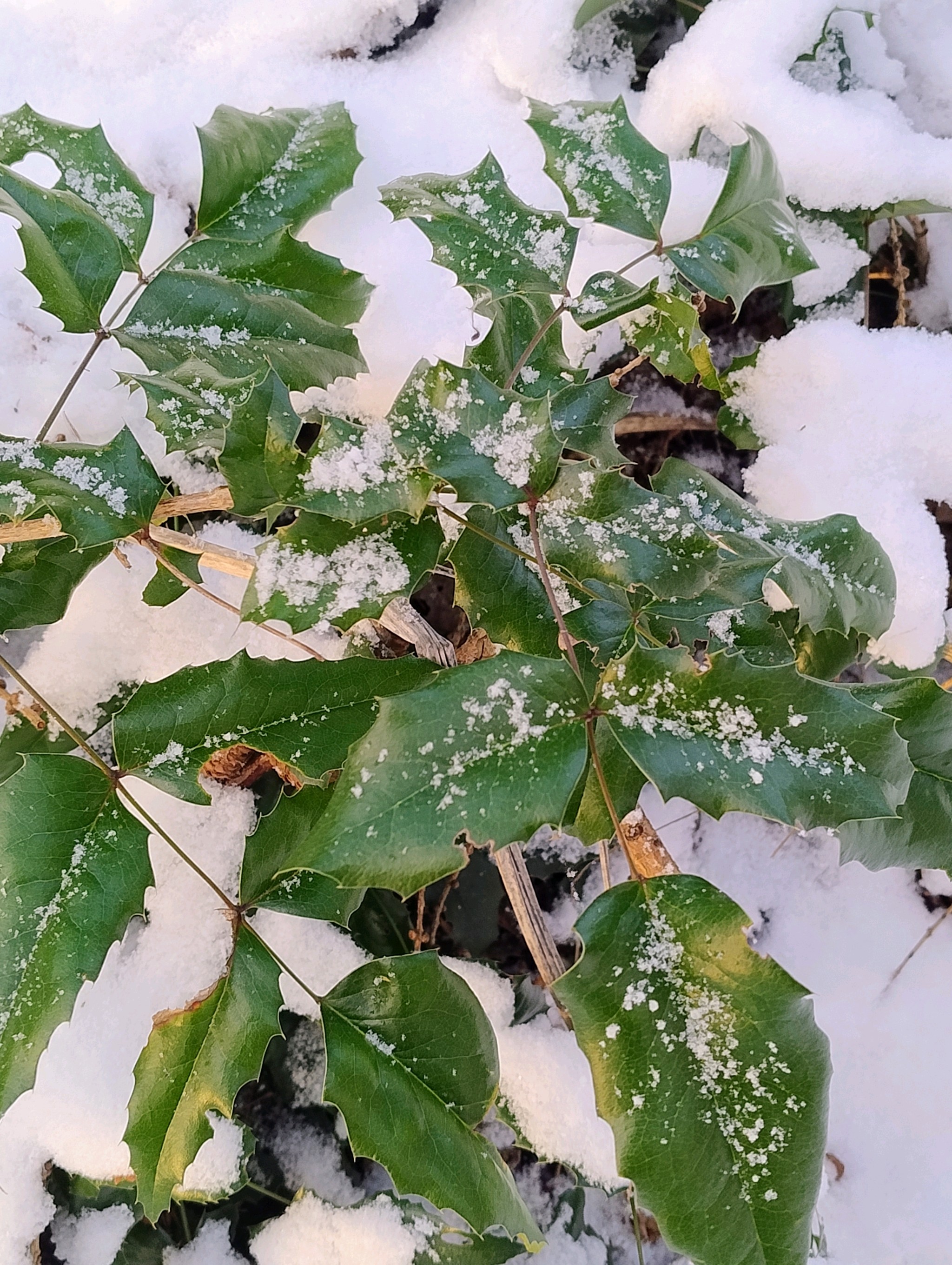 Berberis aquifolium (tall Oregon-grape) (alternate view 13)