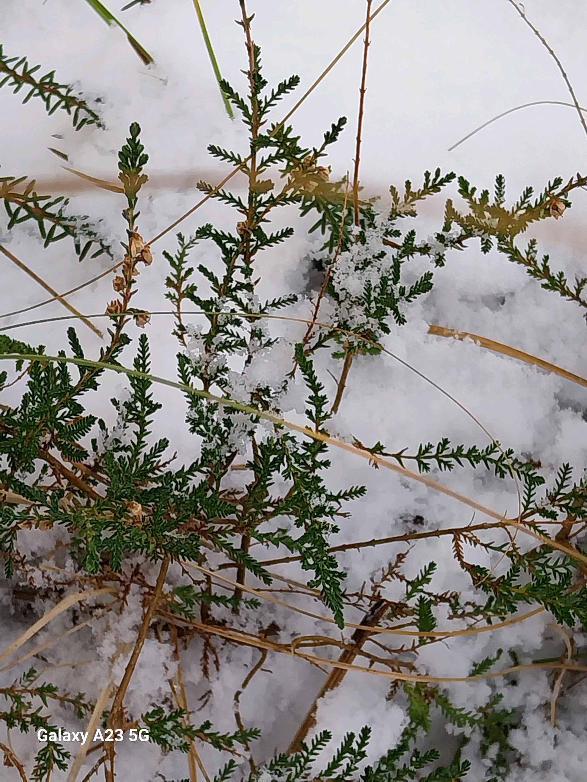 Calluna vulgaris (Scotch Heather)