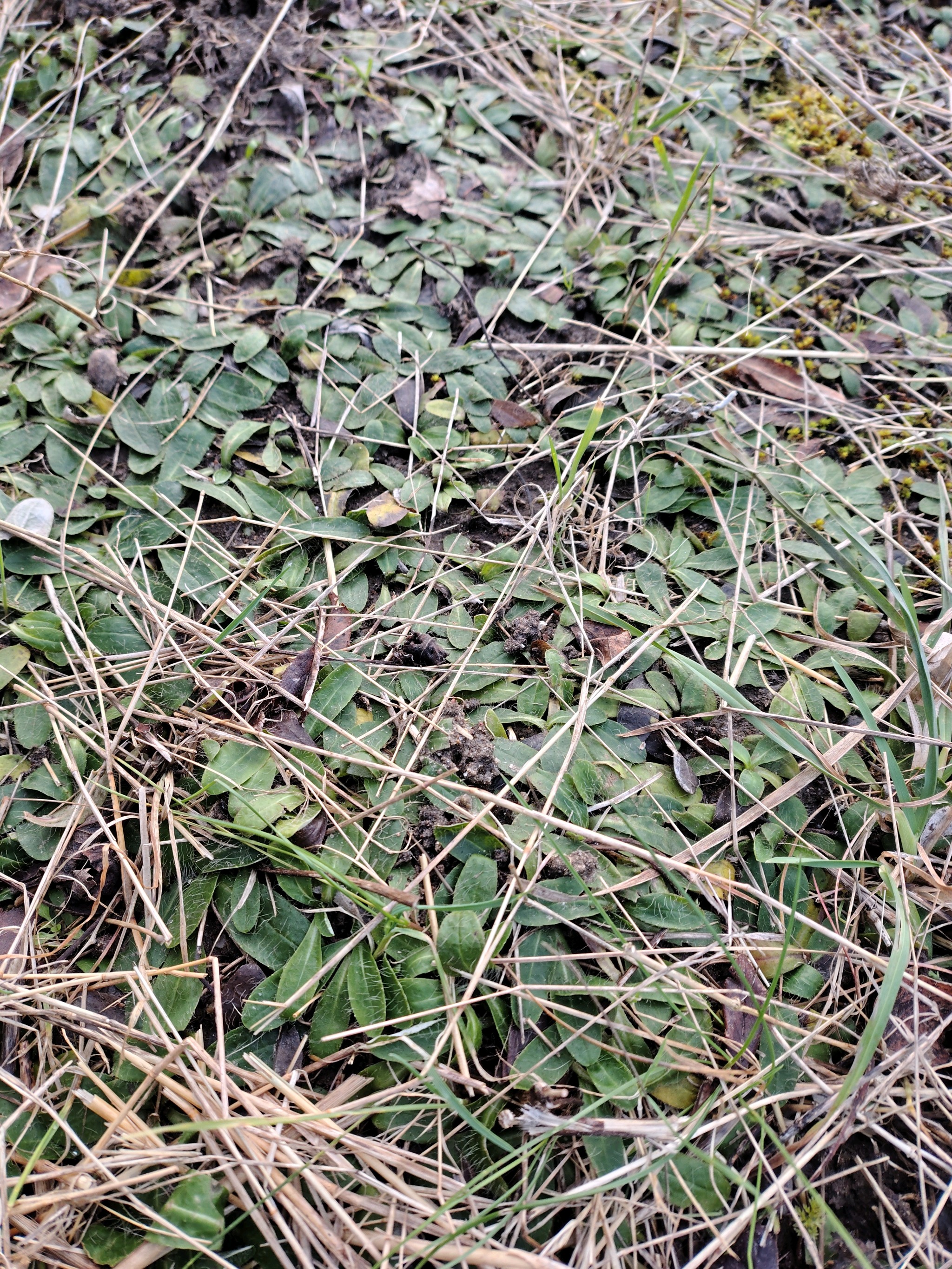 Pilosella (mouse-ear hawkweeds)