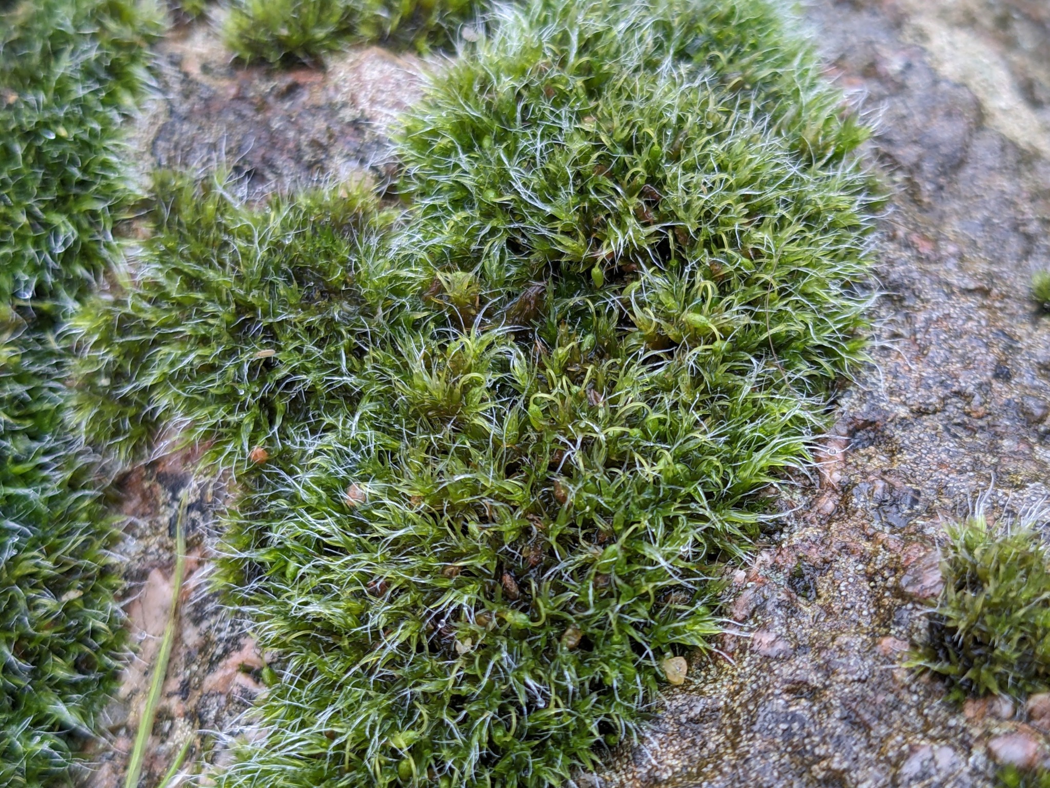Grimmia pulvinata (Grey-cushioned Grimmia) (alternate view 13)