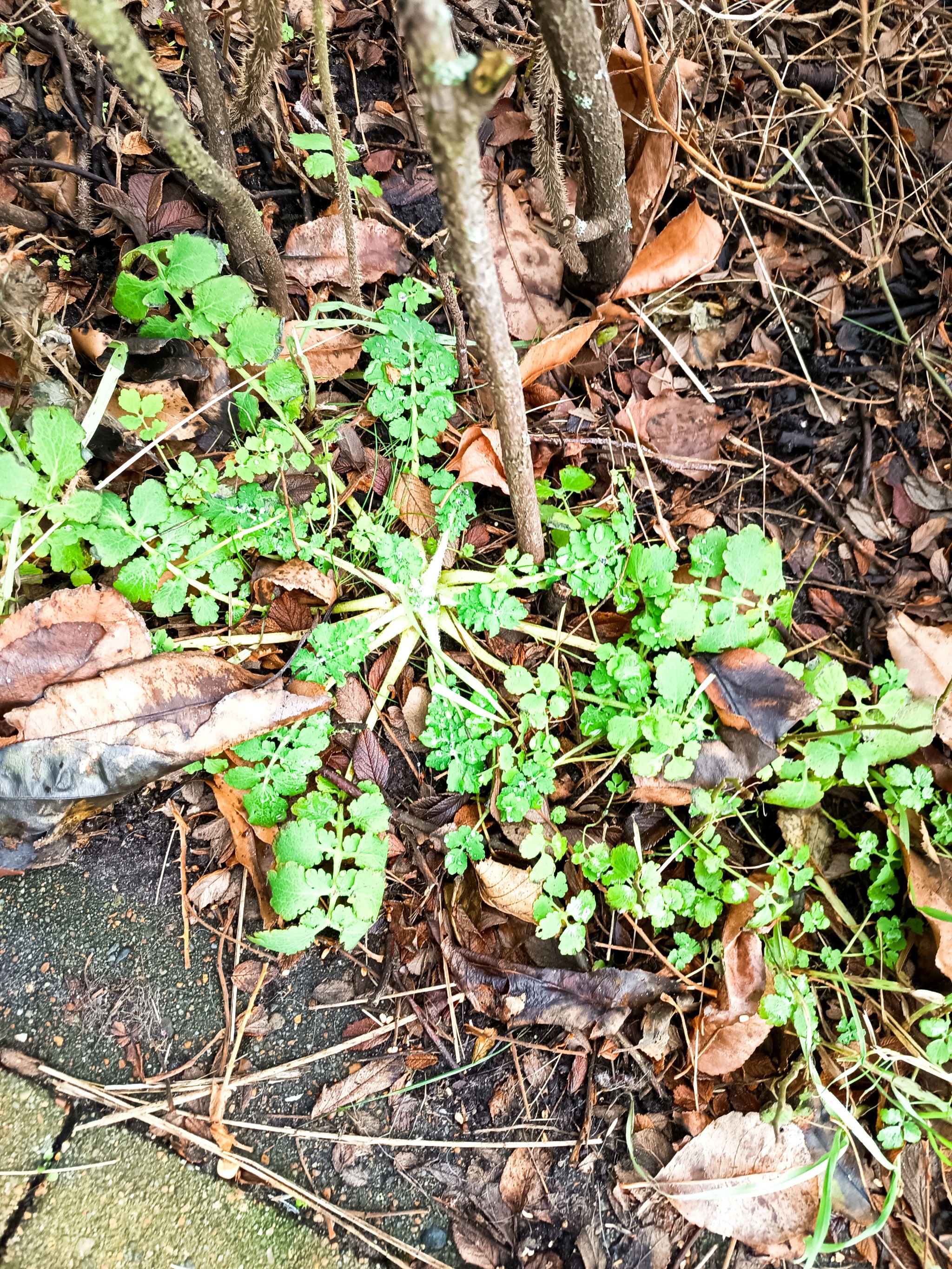 Chelidonium majus (Greater celandine) (alternate view 14)