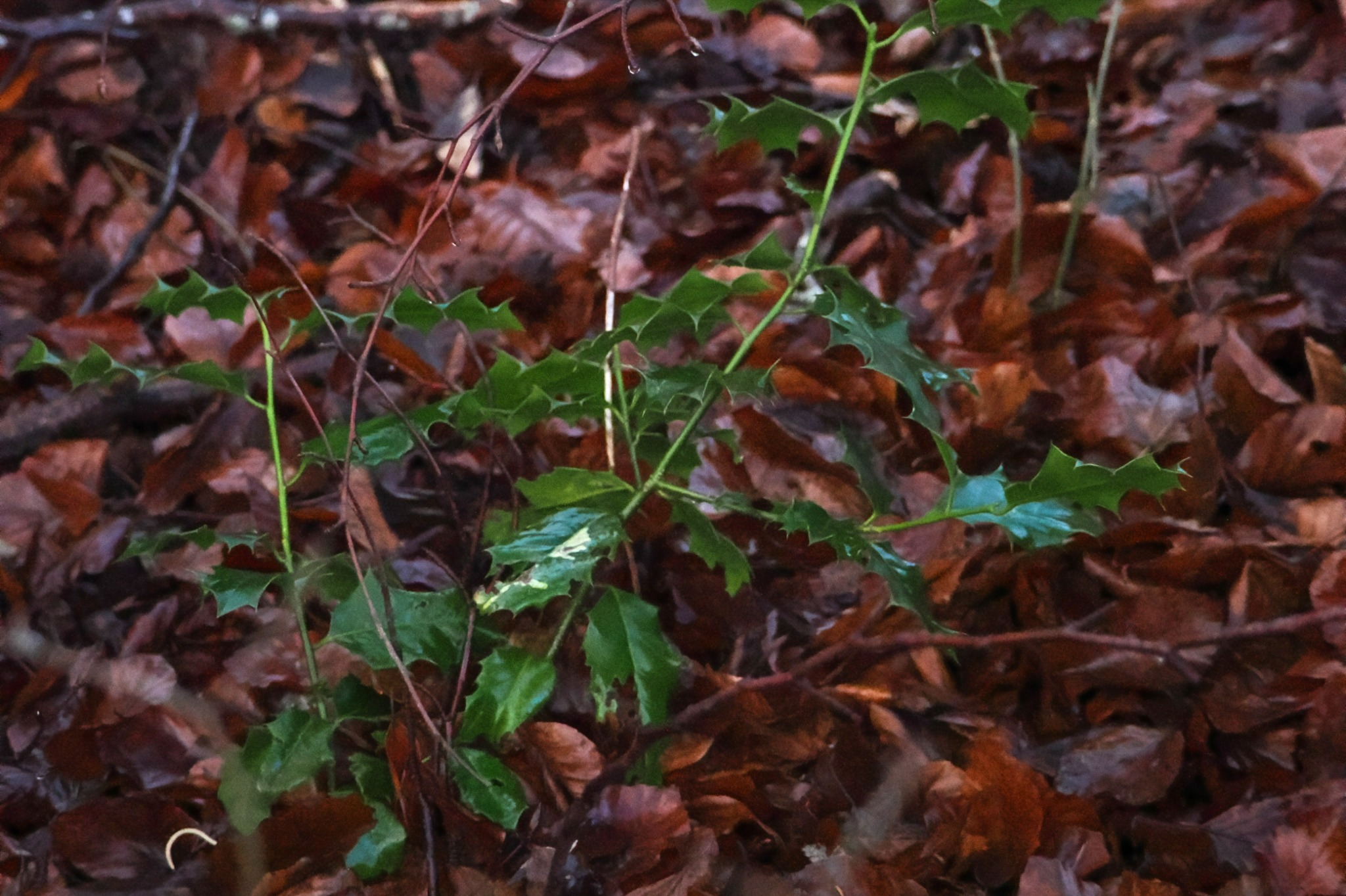 Ilex aquifolium (English holly)