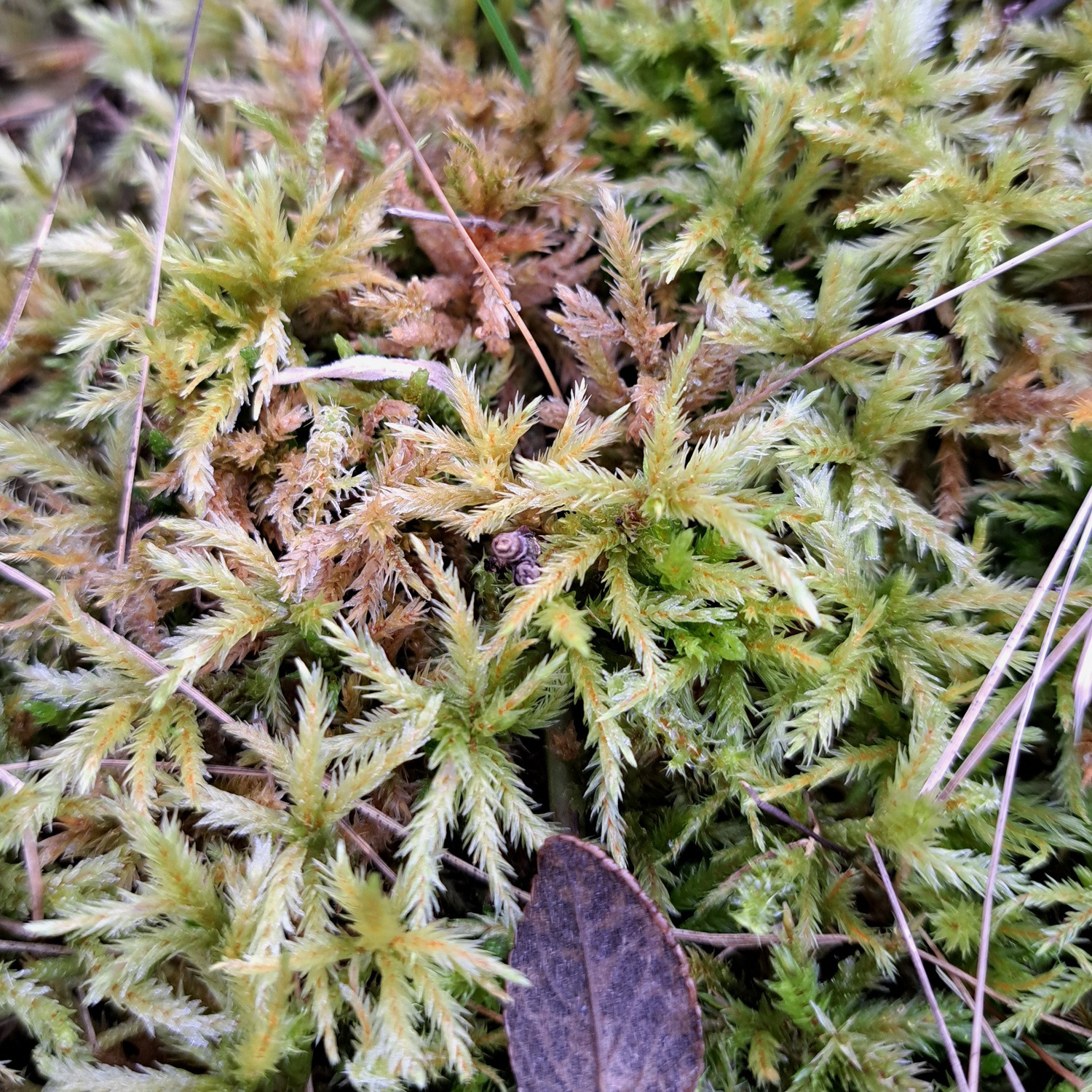 Climacium (Climacium Mosses) (alternate view 4)