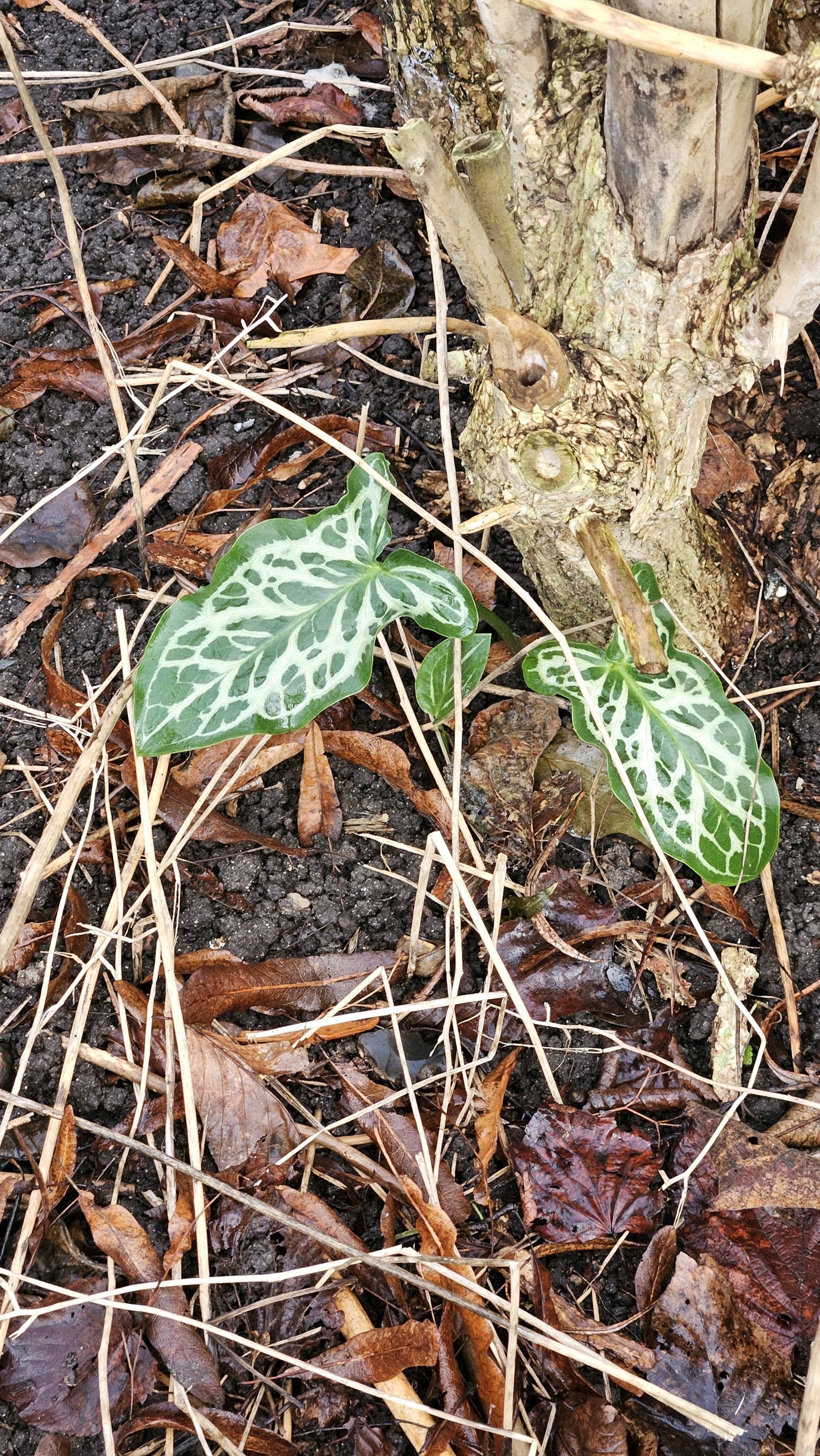 Arum italicum (lords and ladies) (alternate view 10)