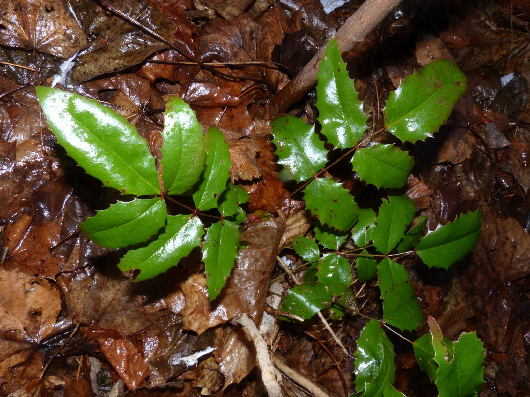 Berberis aquifolium (tall Oregon-grape) (alternate view 11)