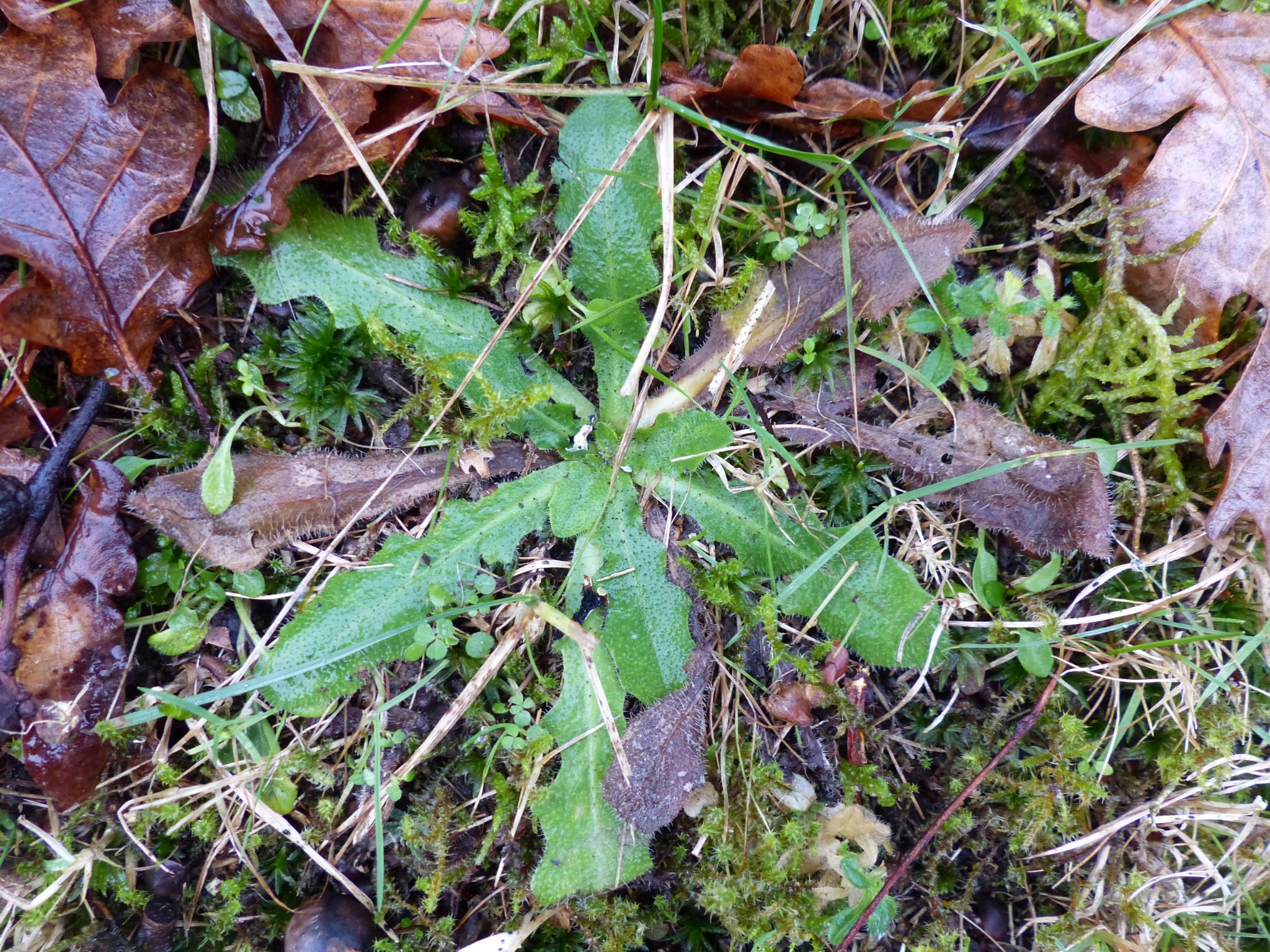 Hypochaeris (Cat's-Ears) (alternate view 2)