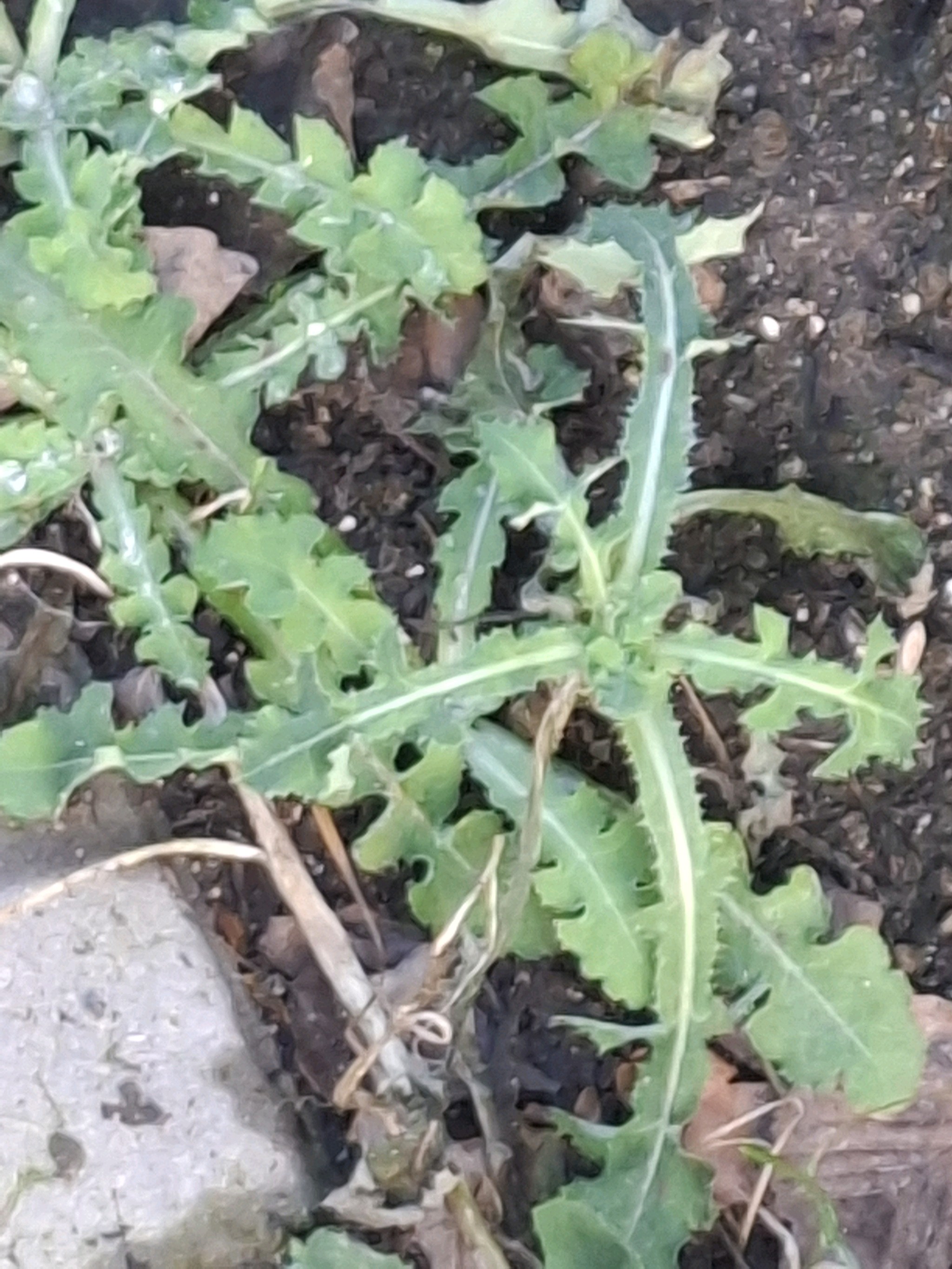 Sonchus asper (prickly sow thistle) (alternate view 13)