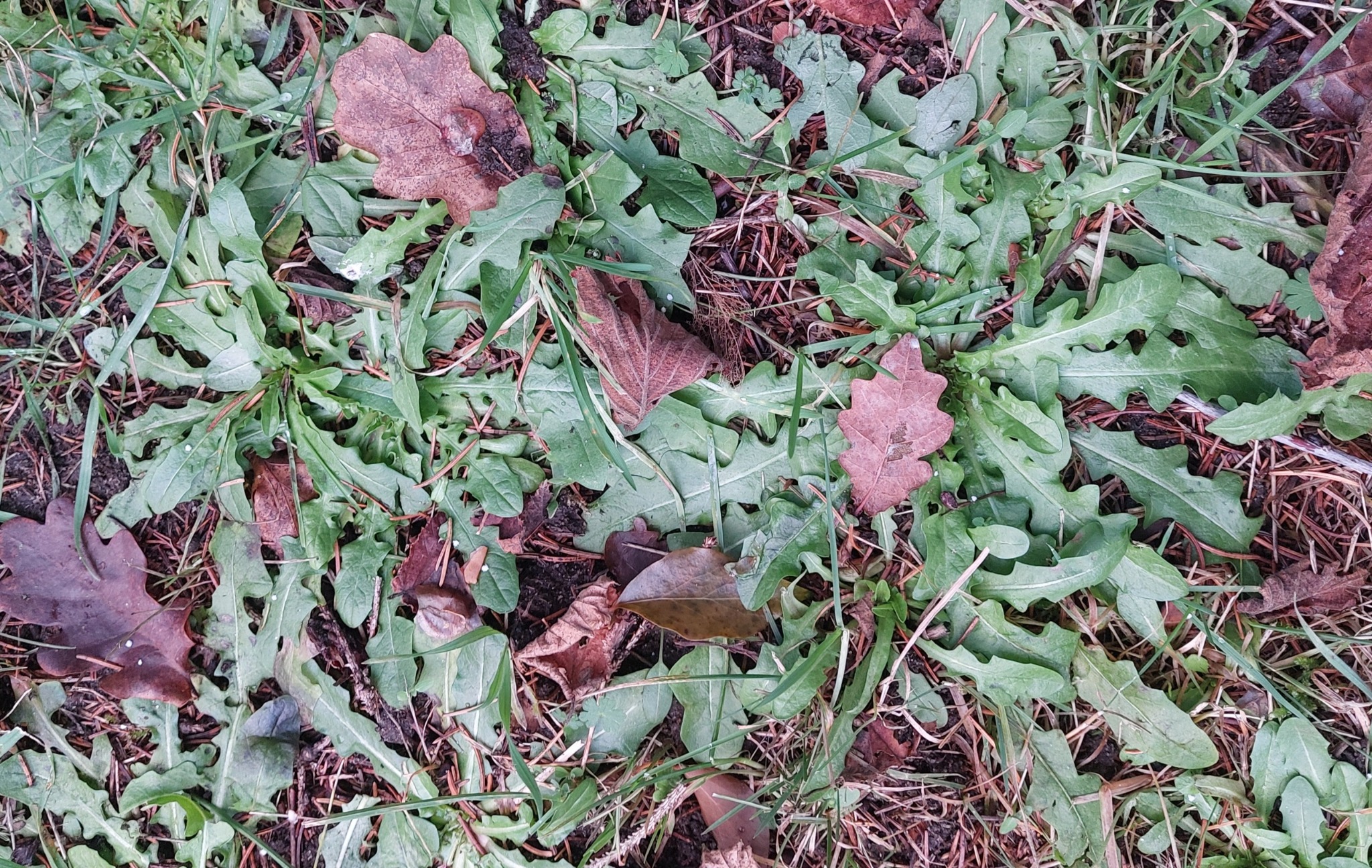 Hypochaeris (Cat's-Ears)