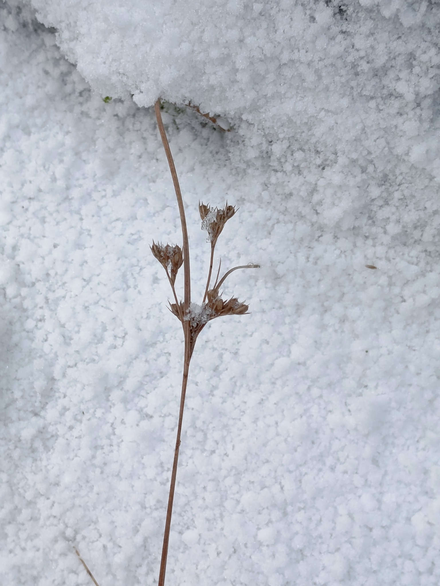 Juncus (Rushes)