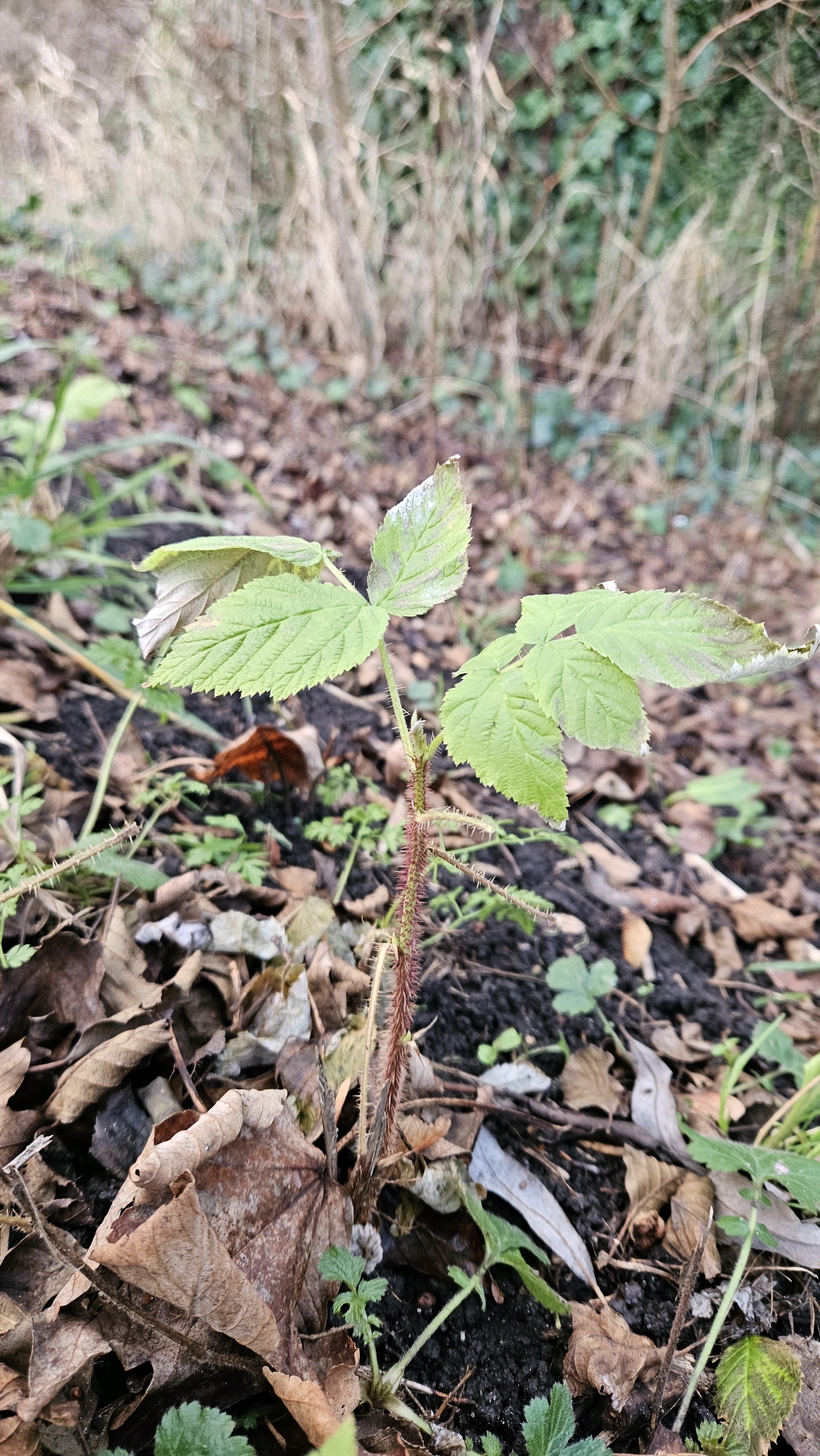 Rubus idaeus (raspberry) (alternate view 13)