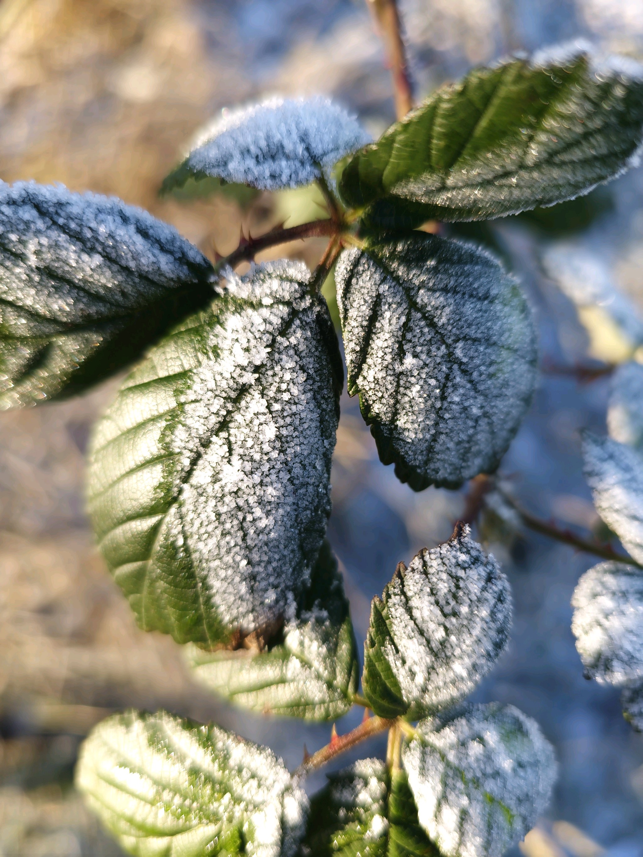 Rubus armeniacus (Himalayan blackberry) (alternate view 10)