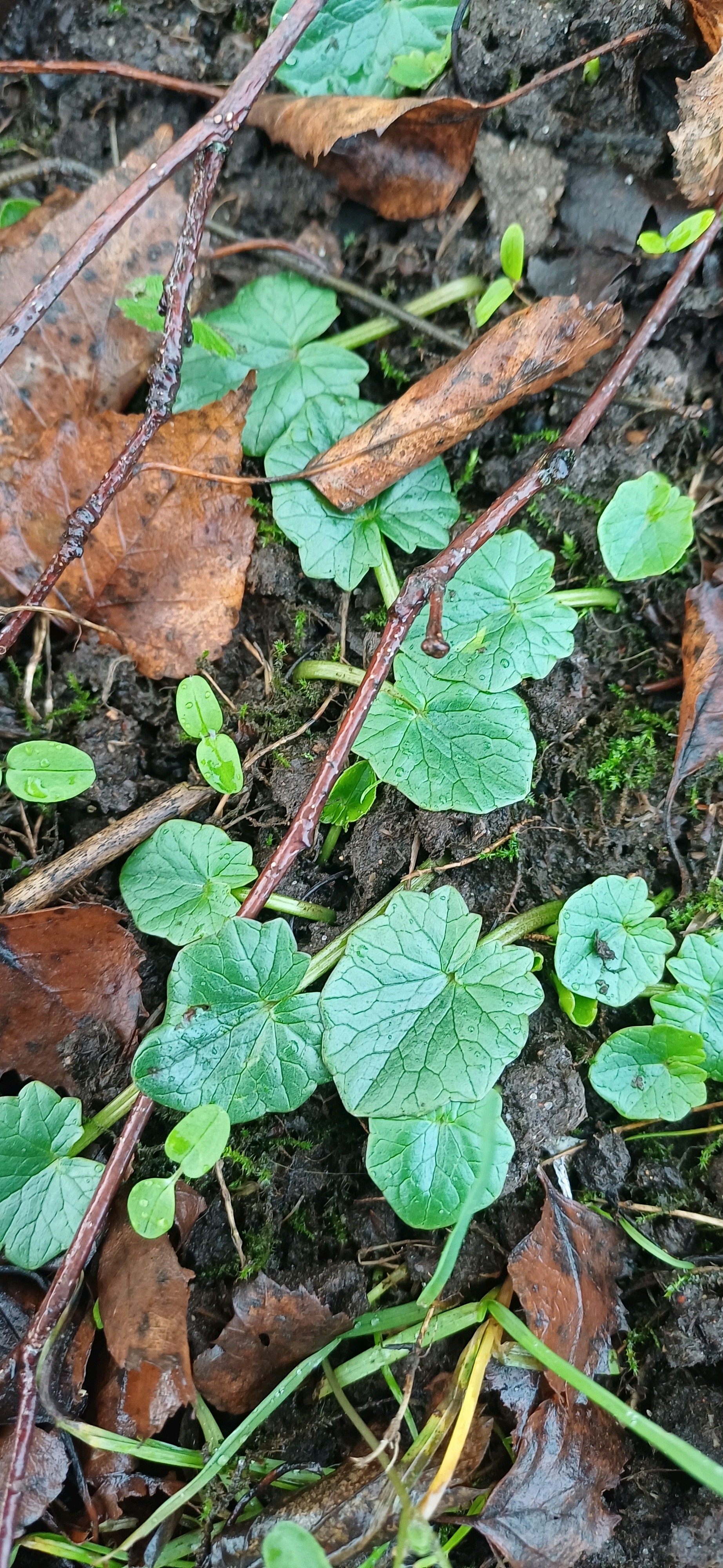 Ficaria verna (lesser celandine) (alternate view 14)
