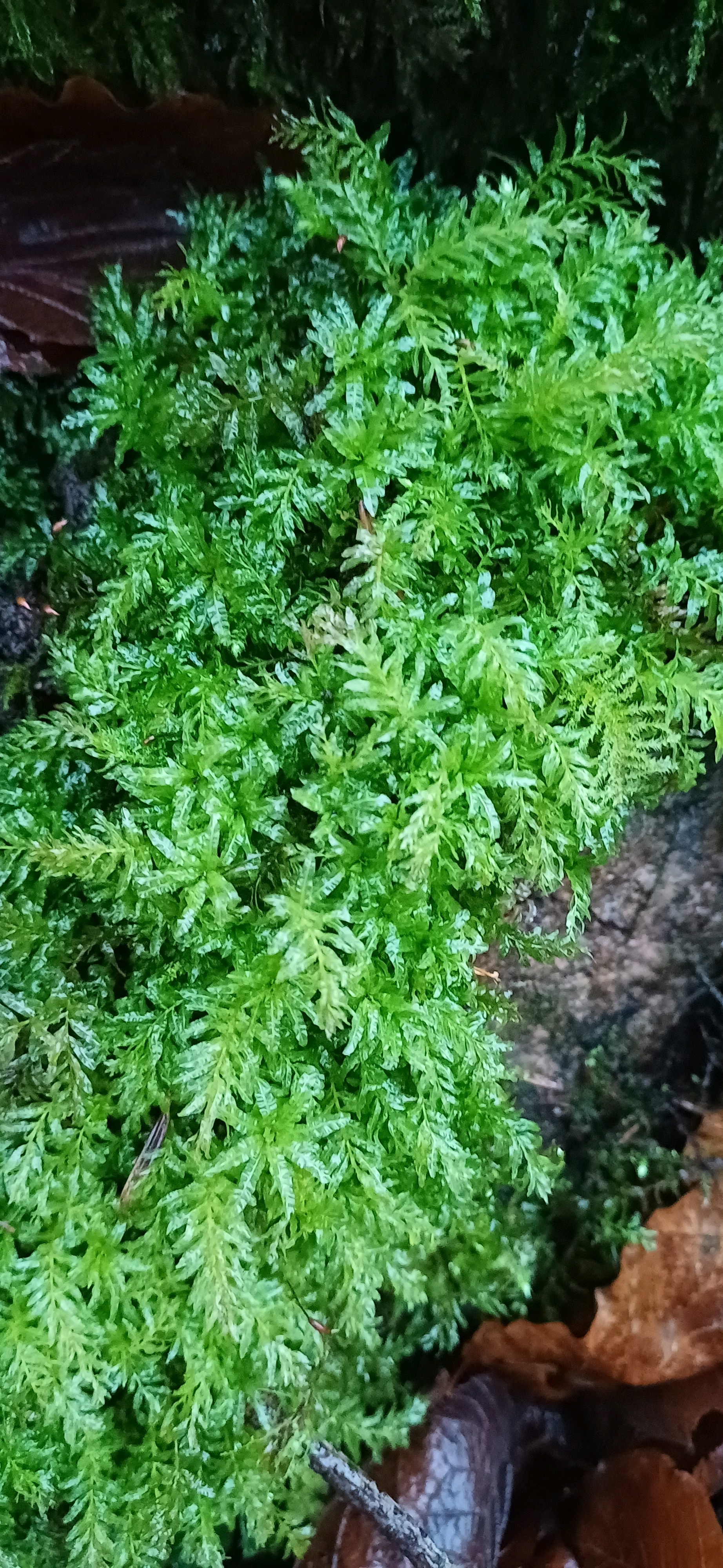 Plagiomnium (Thyme and Allied Mosses) (alternate view 2)