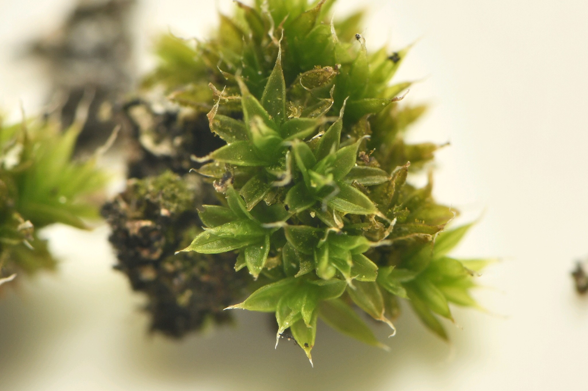 Orthotrichum diaphanum (White-tipped Bristle-moss) (alternate view 9)