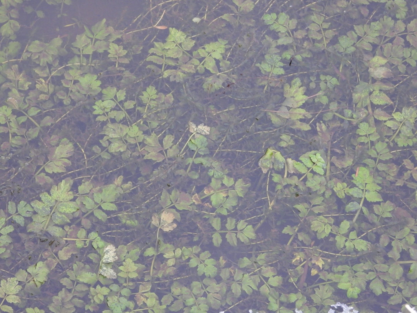 Berula erecta (cutleaf water parsnip) (alternate view 12)