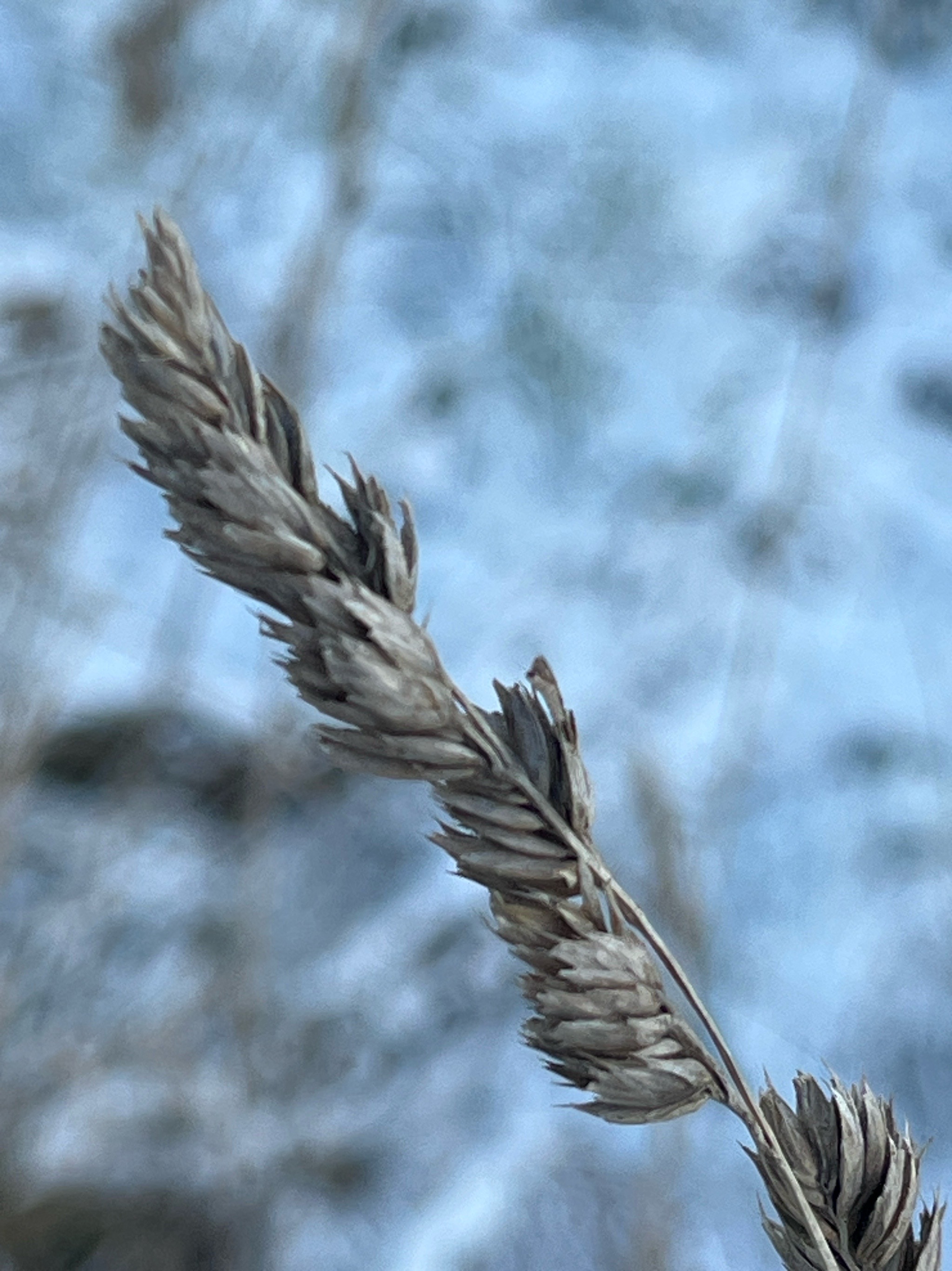 Dactylis glomerata (orchard grass) (alternate view 4)