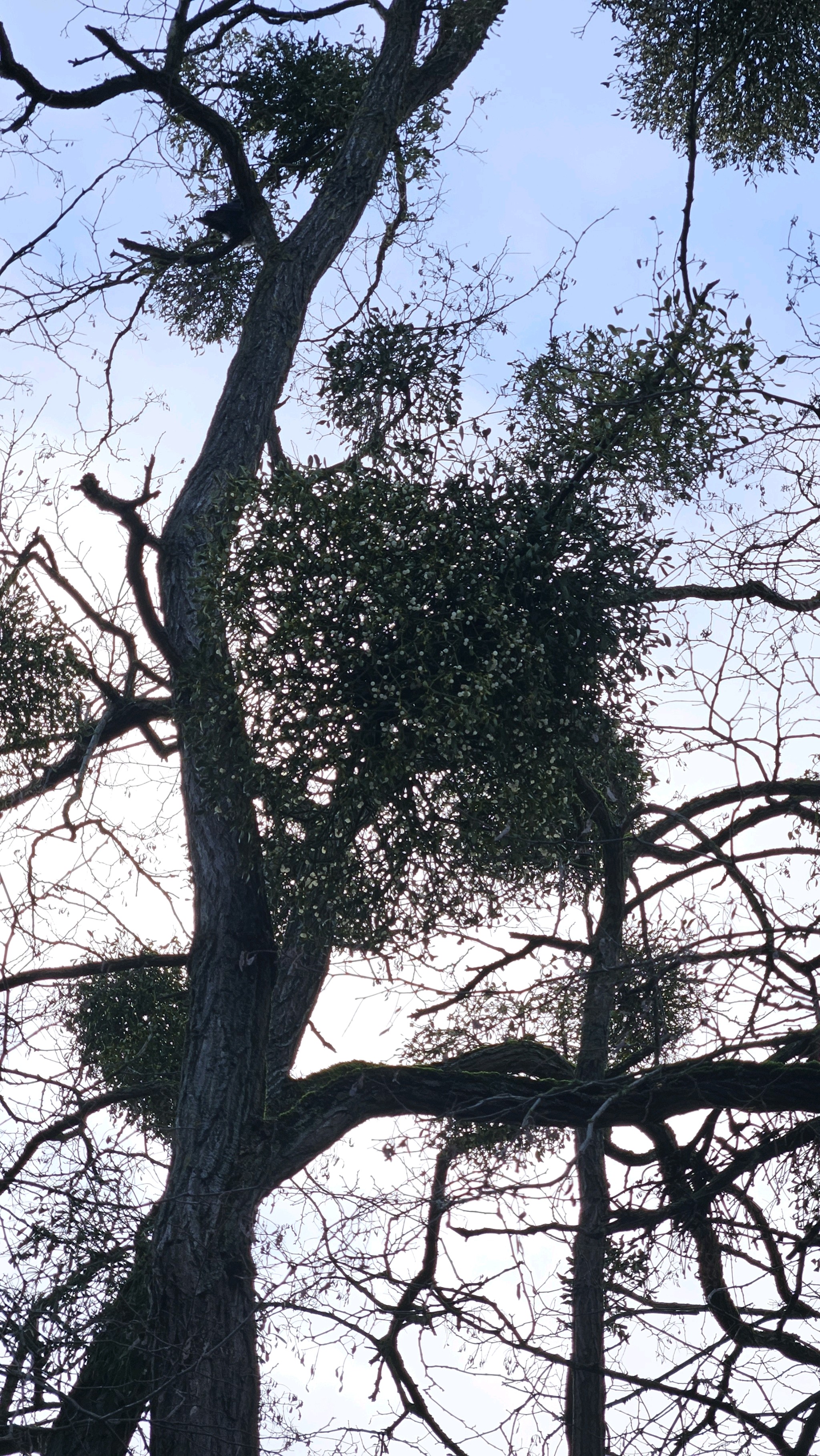 Viscum album (European mistletoe) (alternate view 10)