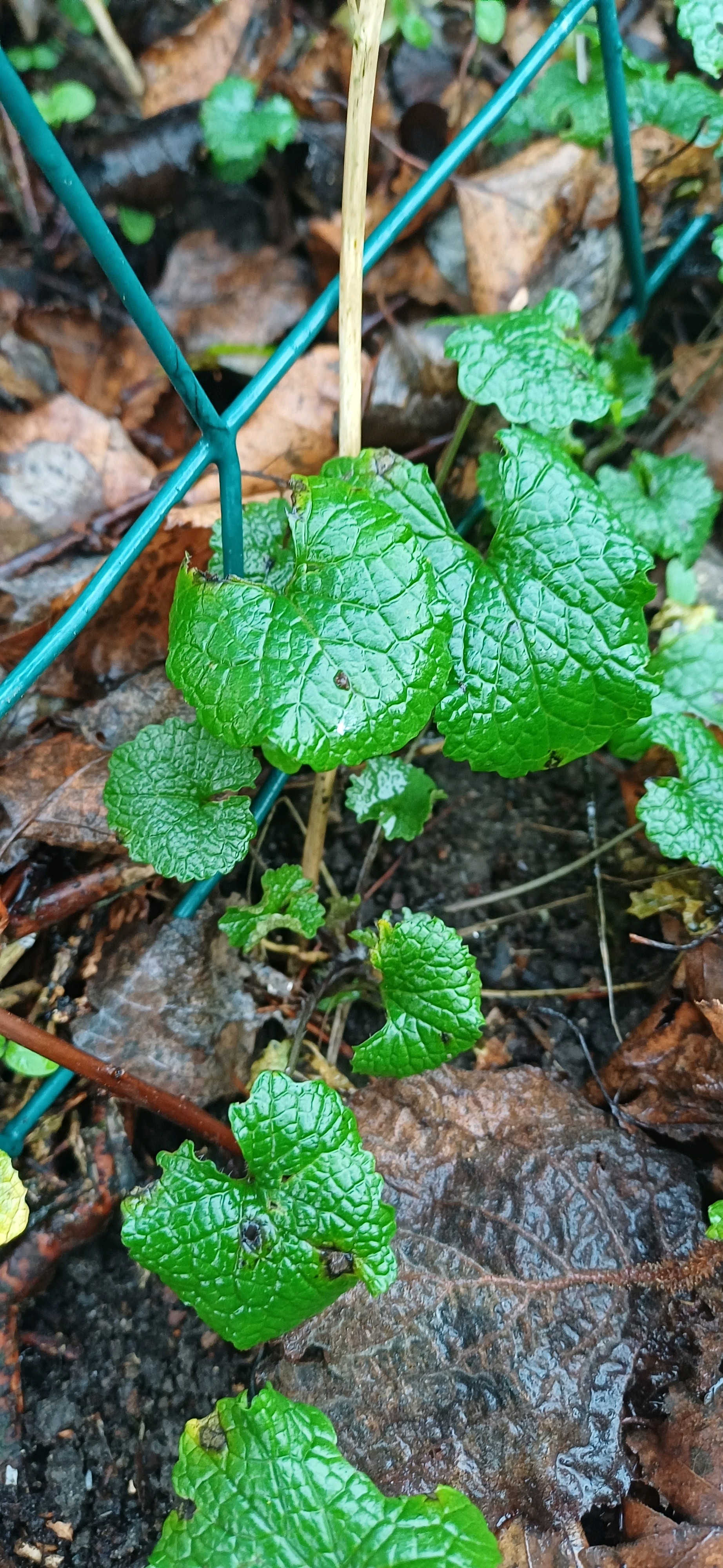 Alliaria petiolata (garlic mustard) (alternate view 13)
