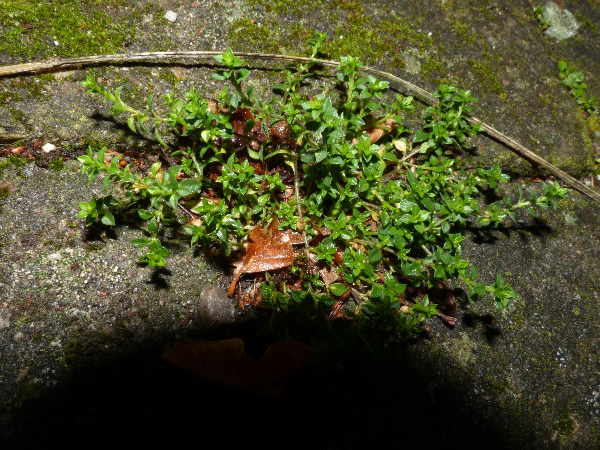 Arenaria serpyllifolia (Thyme-leaved Sandwort) (alternate view 12)