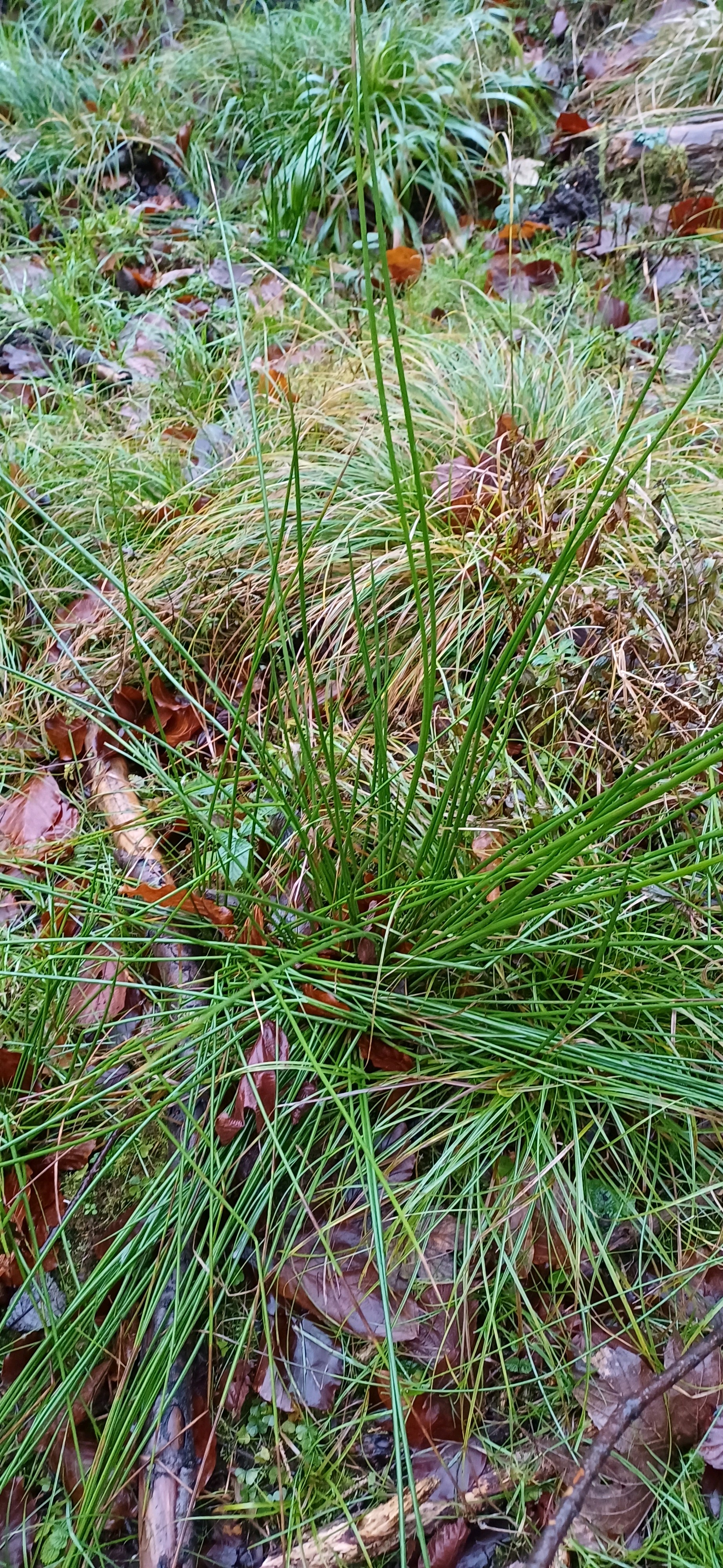 Juncus effusus (soft rush) (alternate view 13)