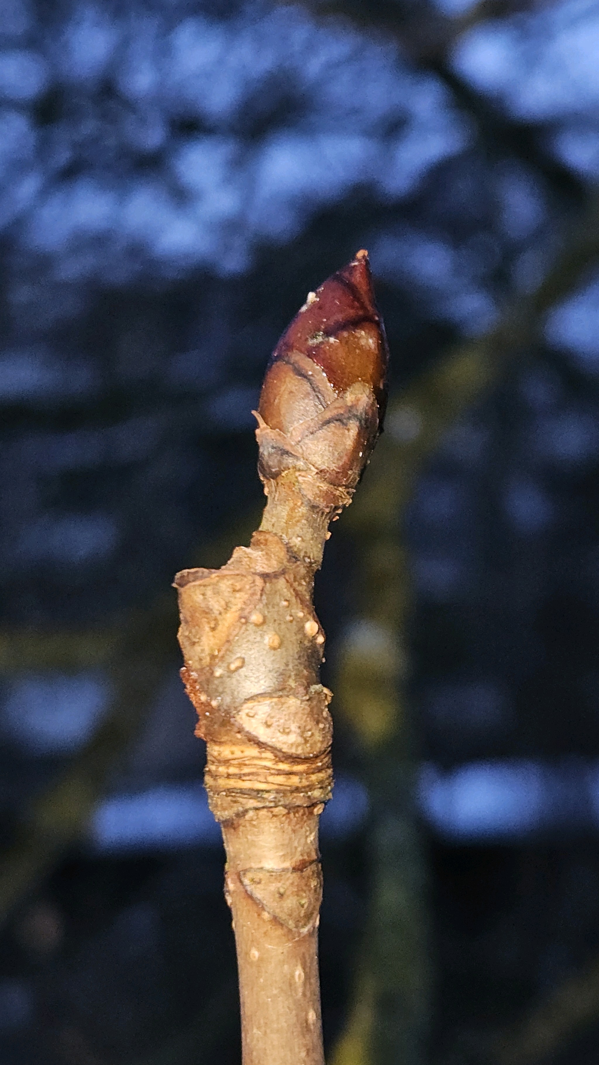 Aesculus (buckeyes and horse-chestnuts) (alternate view 2)