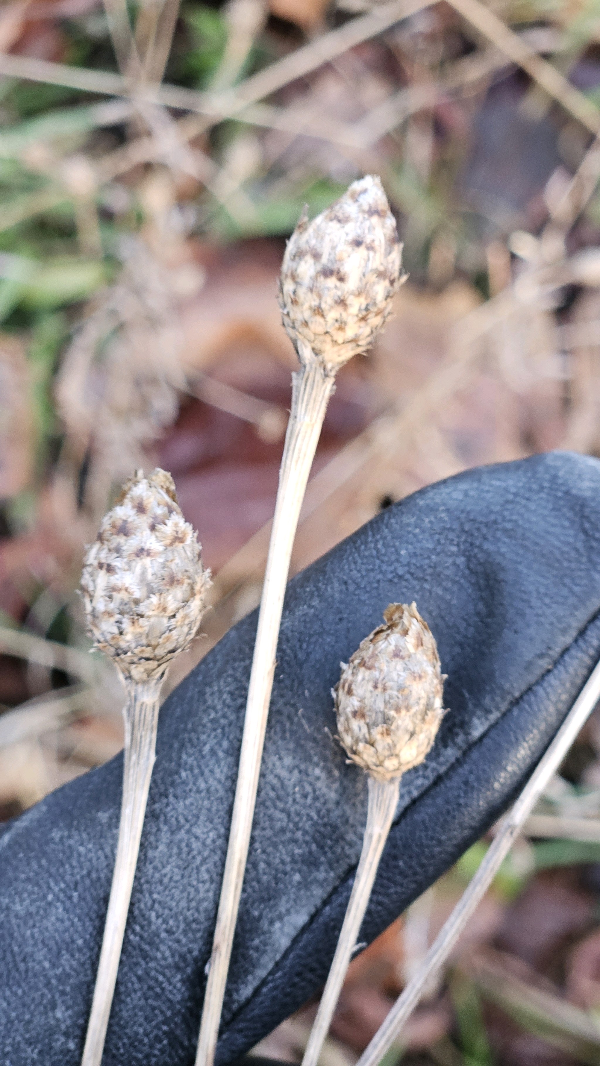 Centaurea (knapweeds) (alternate view 3)