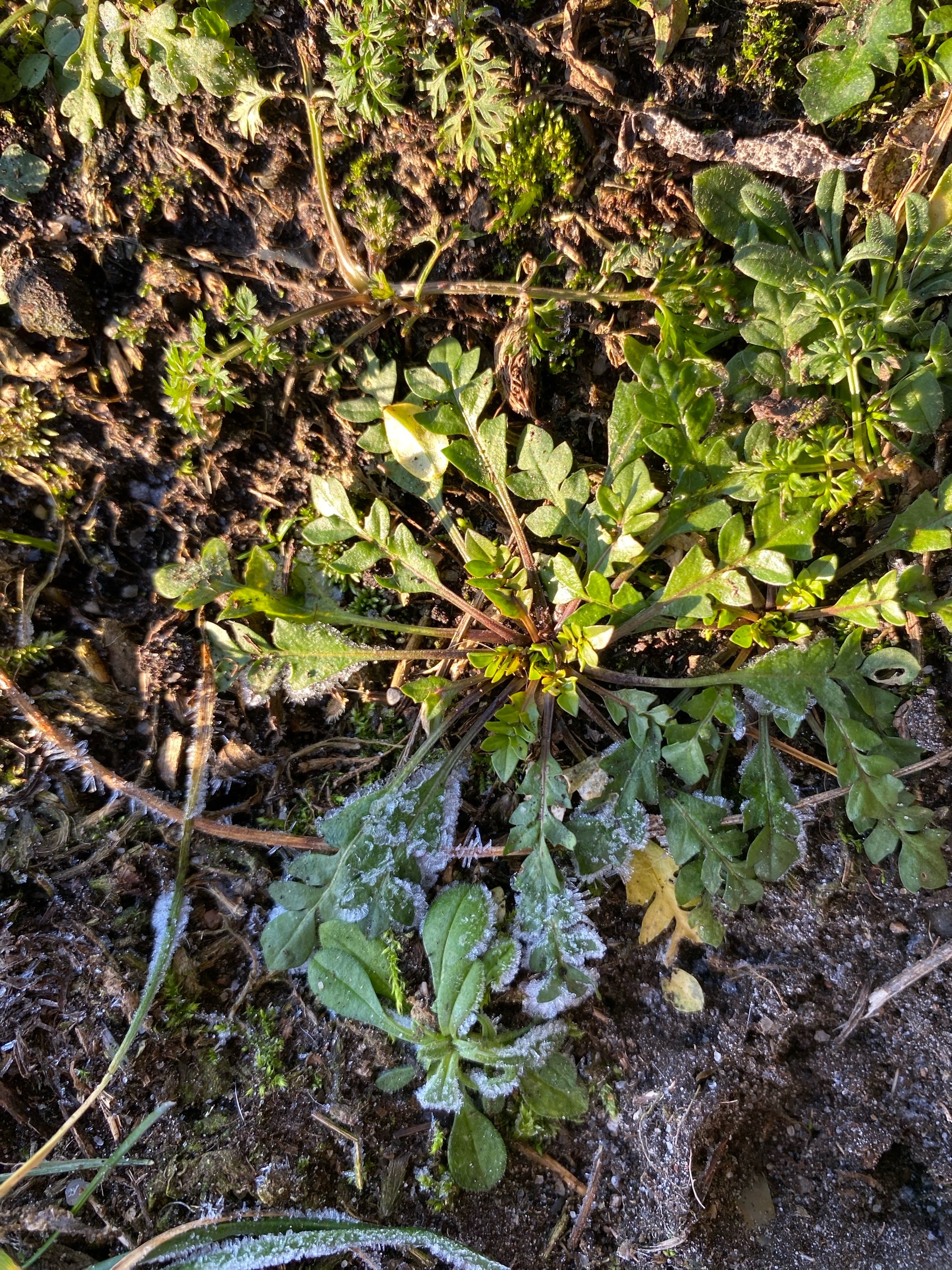 Capsella bursa-pastoris (shepherd's purse) (alternate view 15)