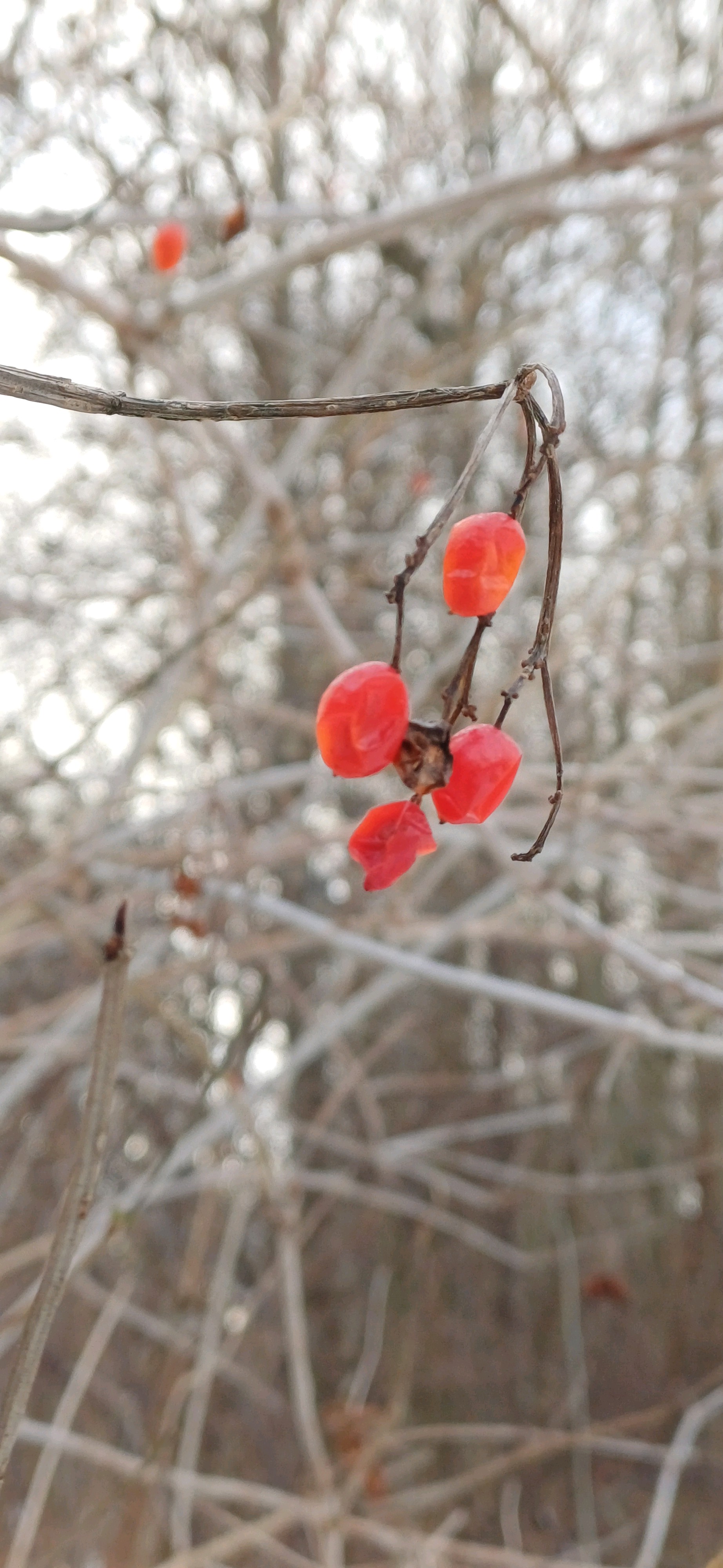 Viburnum (viburnums) (alternate view 3)