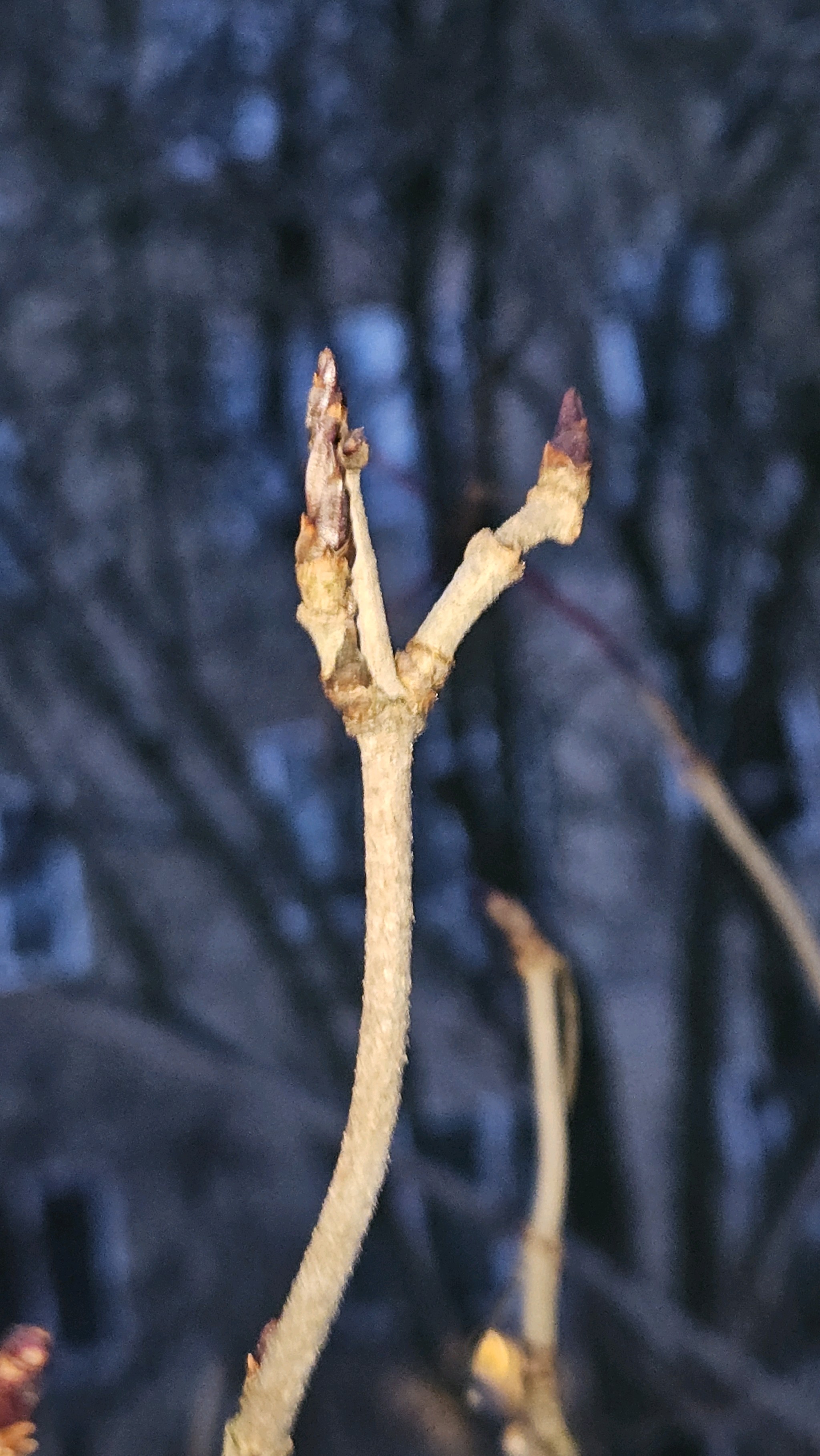 Sambucus nigra (alternate view 2)