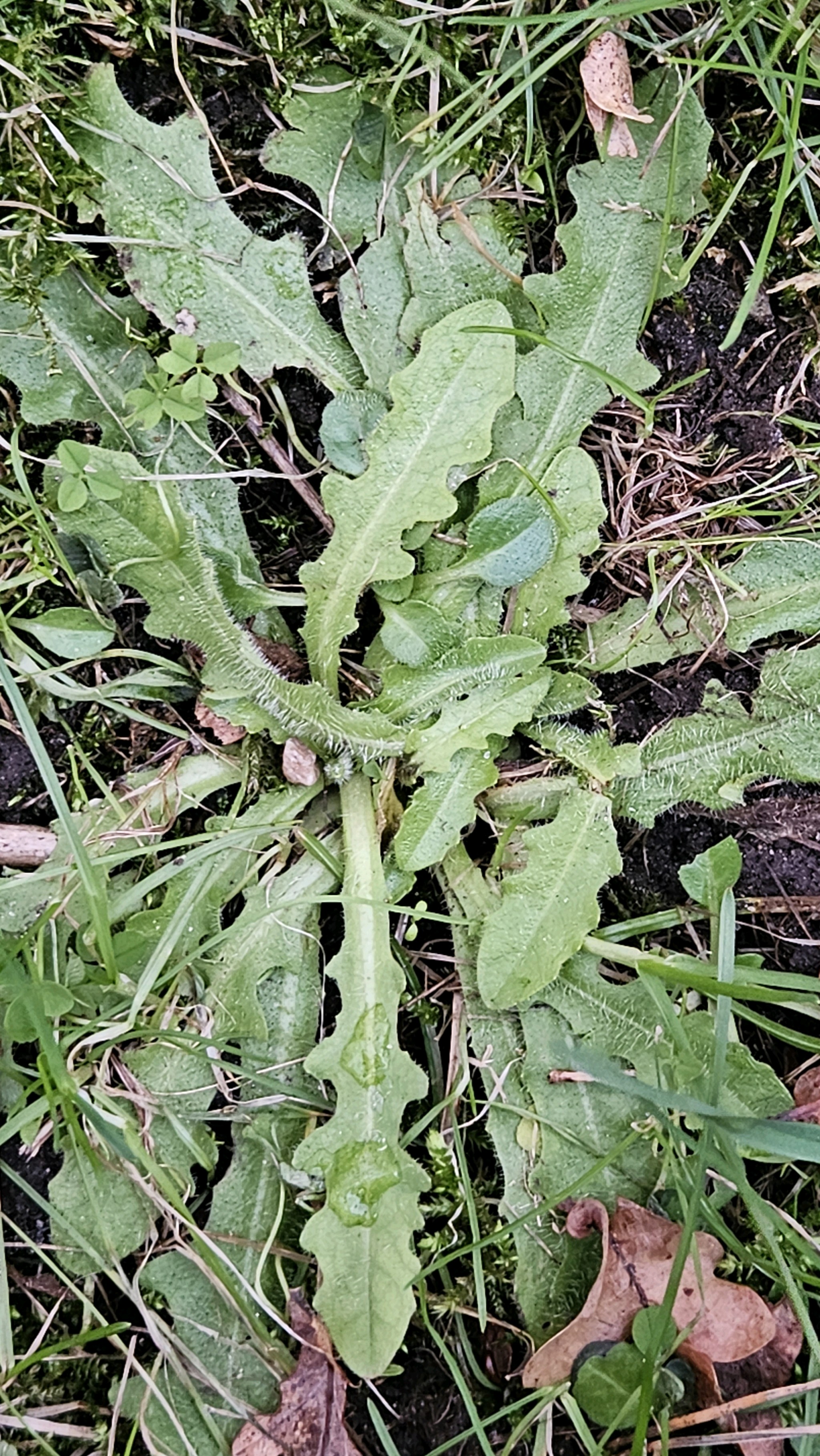 Hypochaeris (Cat's-Ears) (alternate view 3)